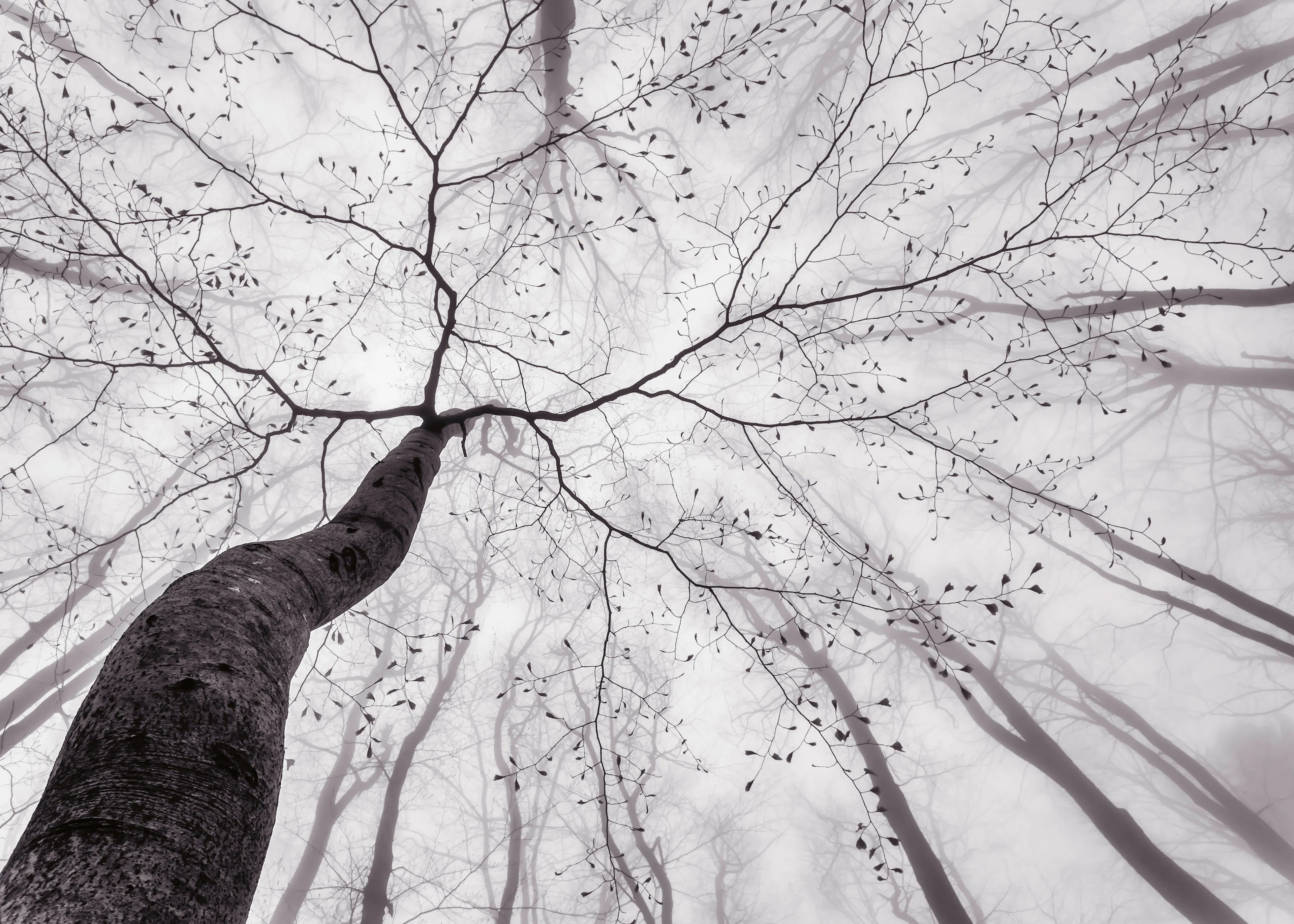 Tom Pavlasek - Gewundener Baum im Nebel Poster 0