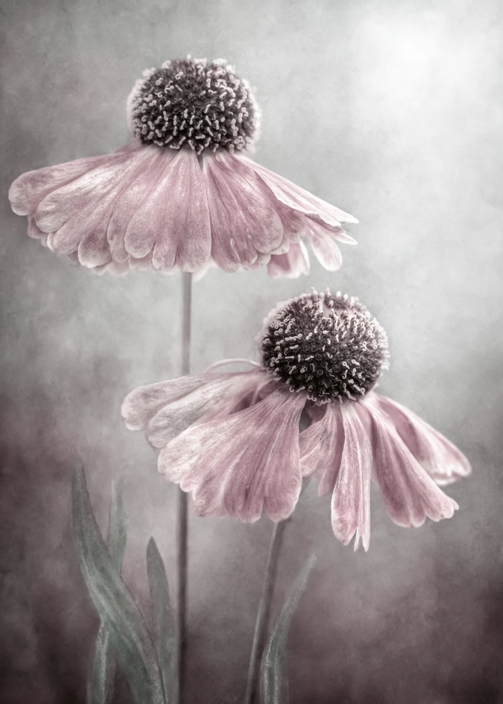 Mandy Disher - Duet Poster 0