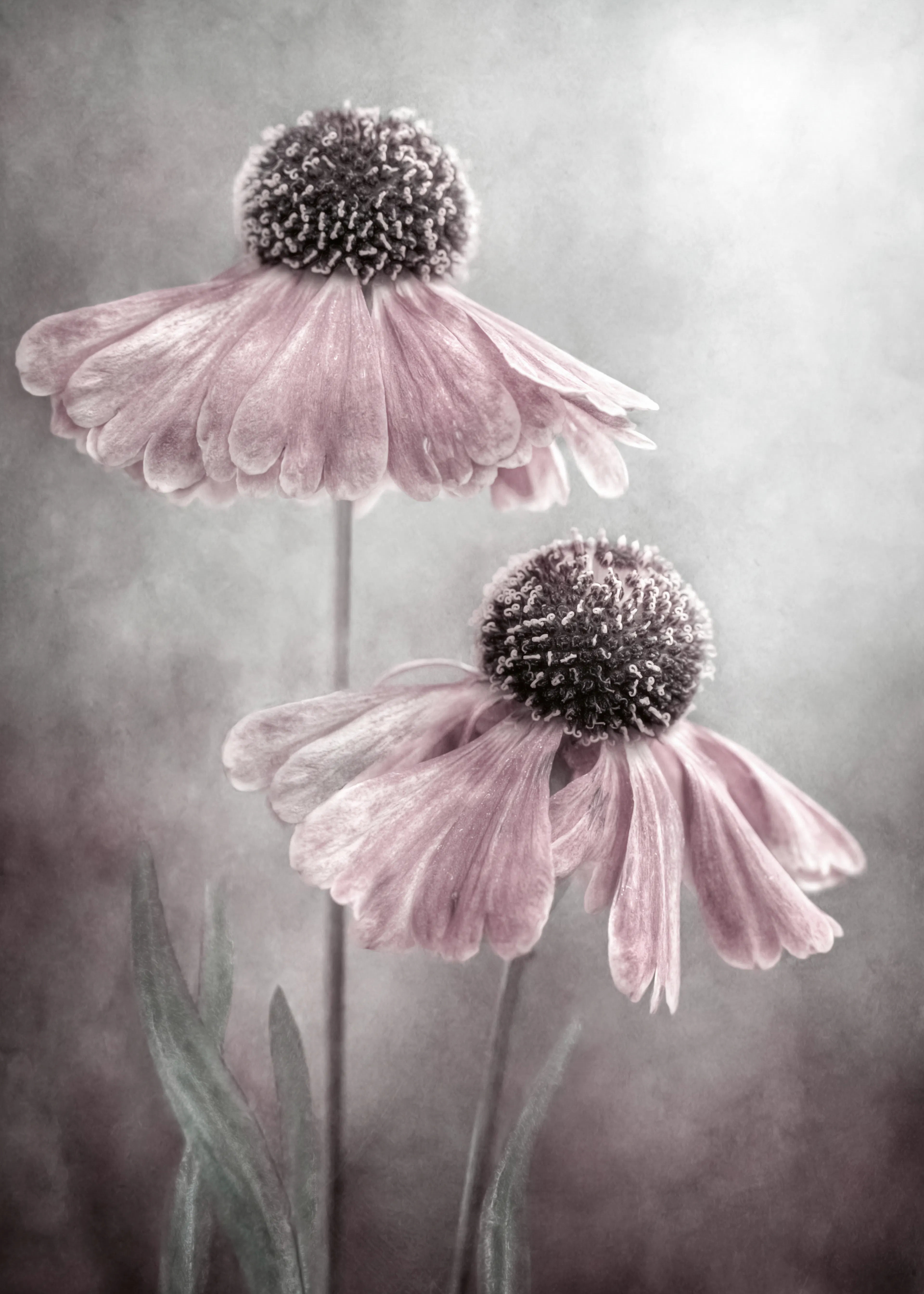 Mandy Disher - Duet Poster 0