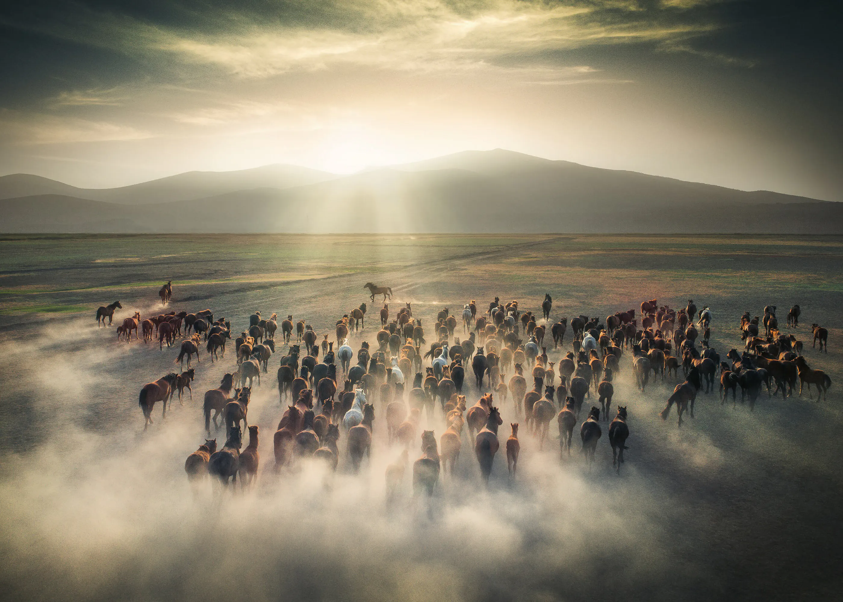 Cuma Cevik - Caballos Salvajes en Polvo Póster 0