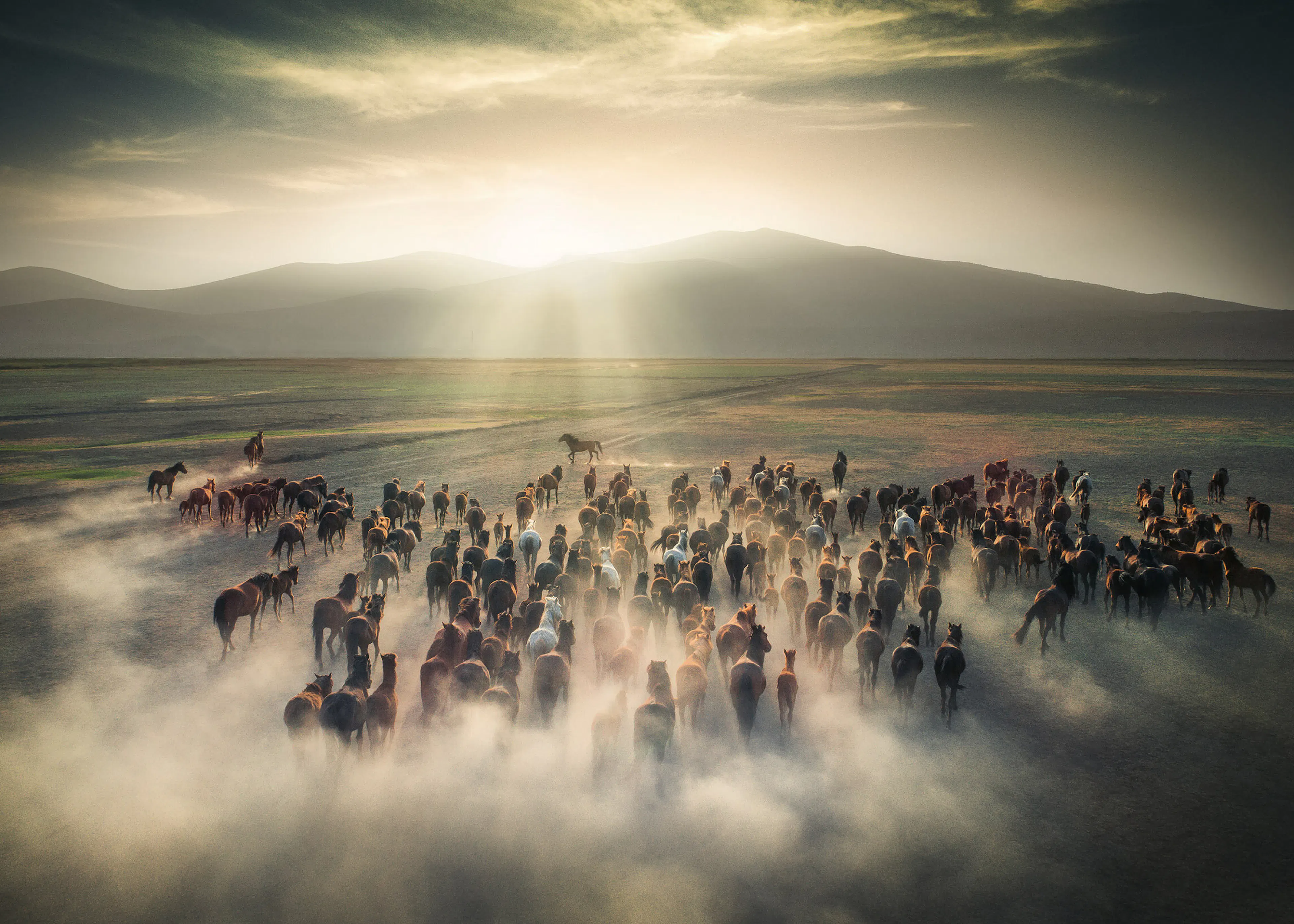 Cuma Cevik - Caballos Salvajes en Polvo Póster 0