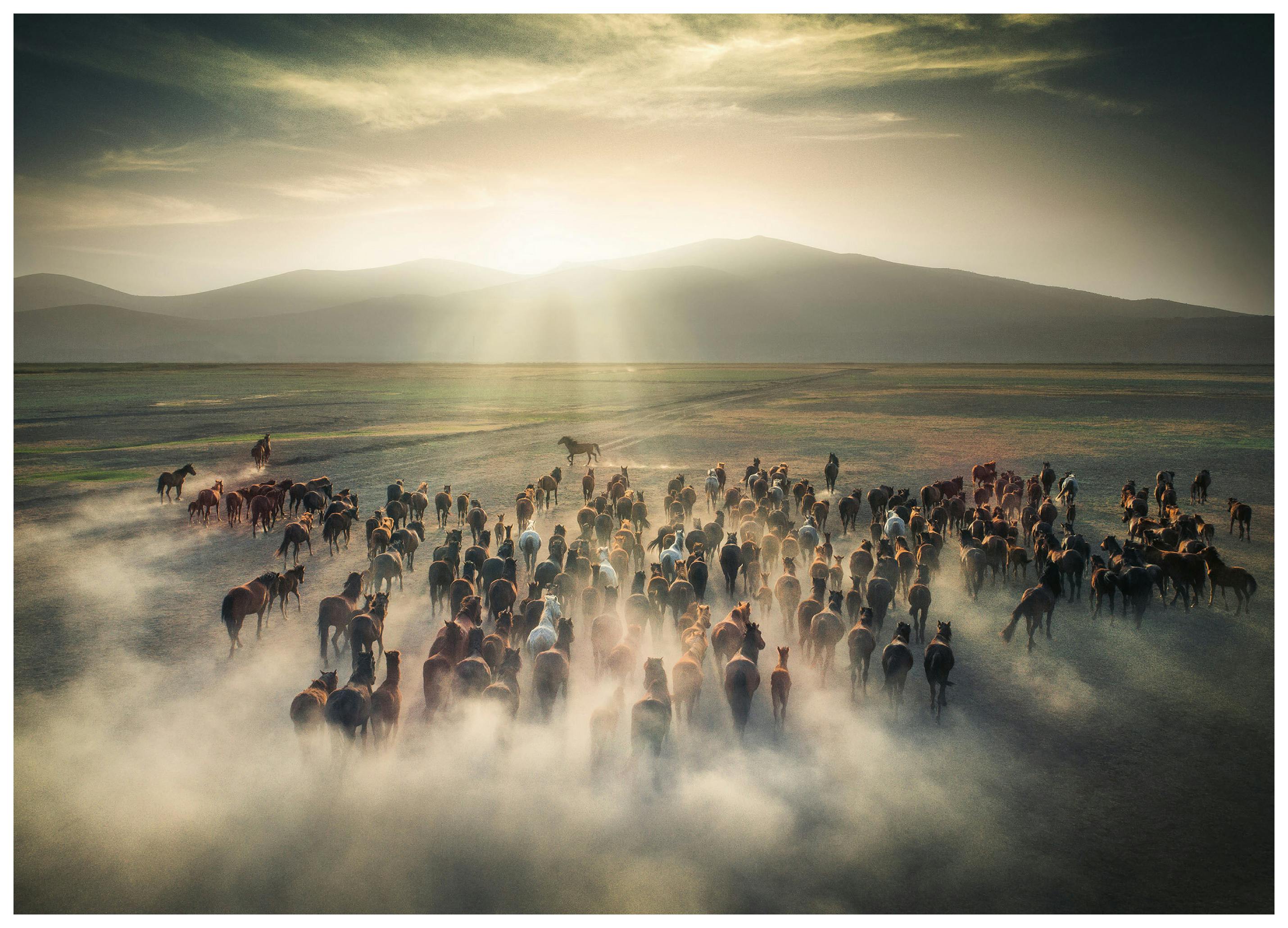 Cuma Cevik - Cavalli Selvaggi nella Polvere Poster (21x30 cm) - Poster Store