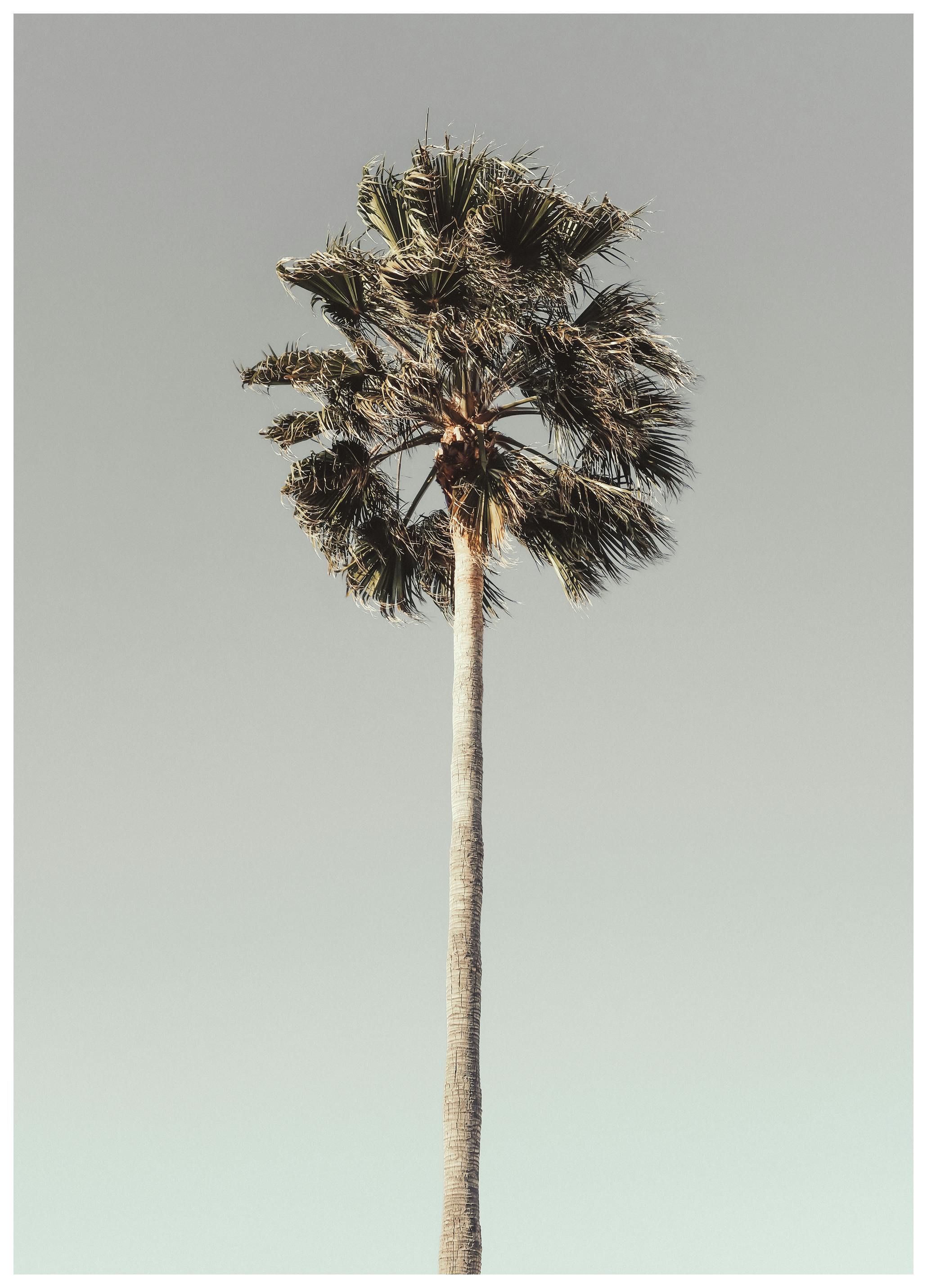 Pictufy Studio III - Tropische Boom Sereniteit Poster (50x70 cm) - Poster Store