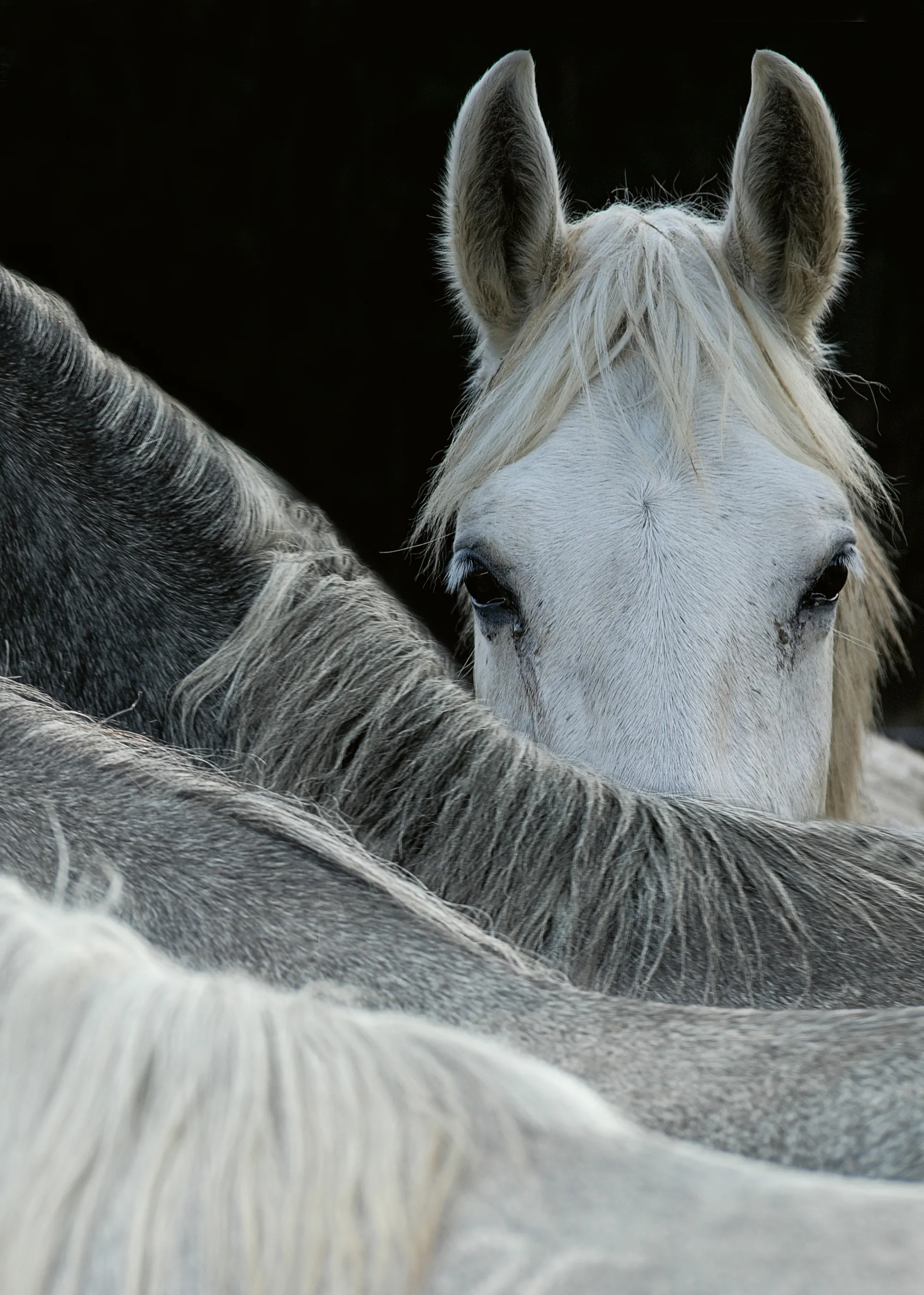 Milan Malovrh - Caballo Curioso Asomándose Póster 0