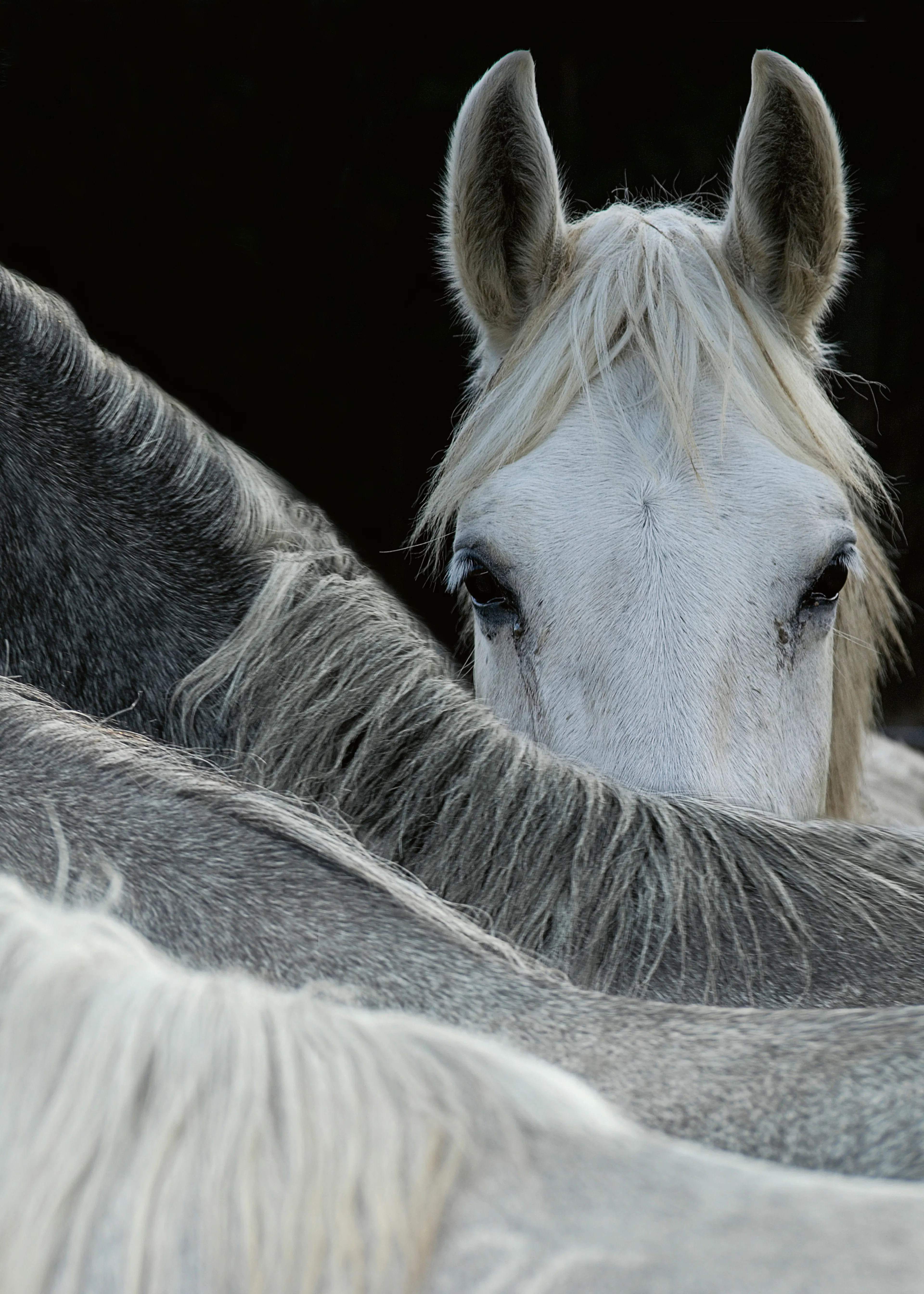 Milan Malovrh - Caballo Curioso Asomándose Póster 0