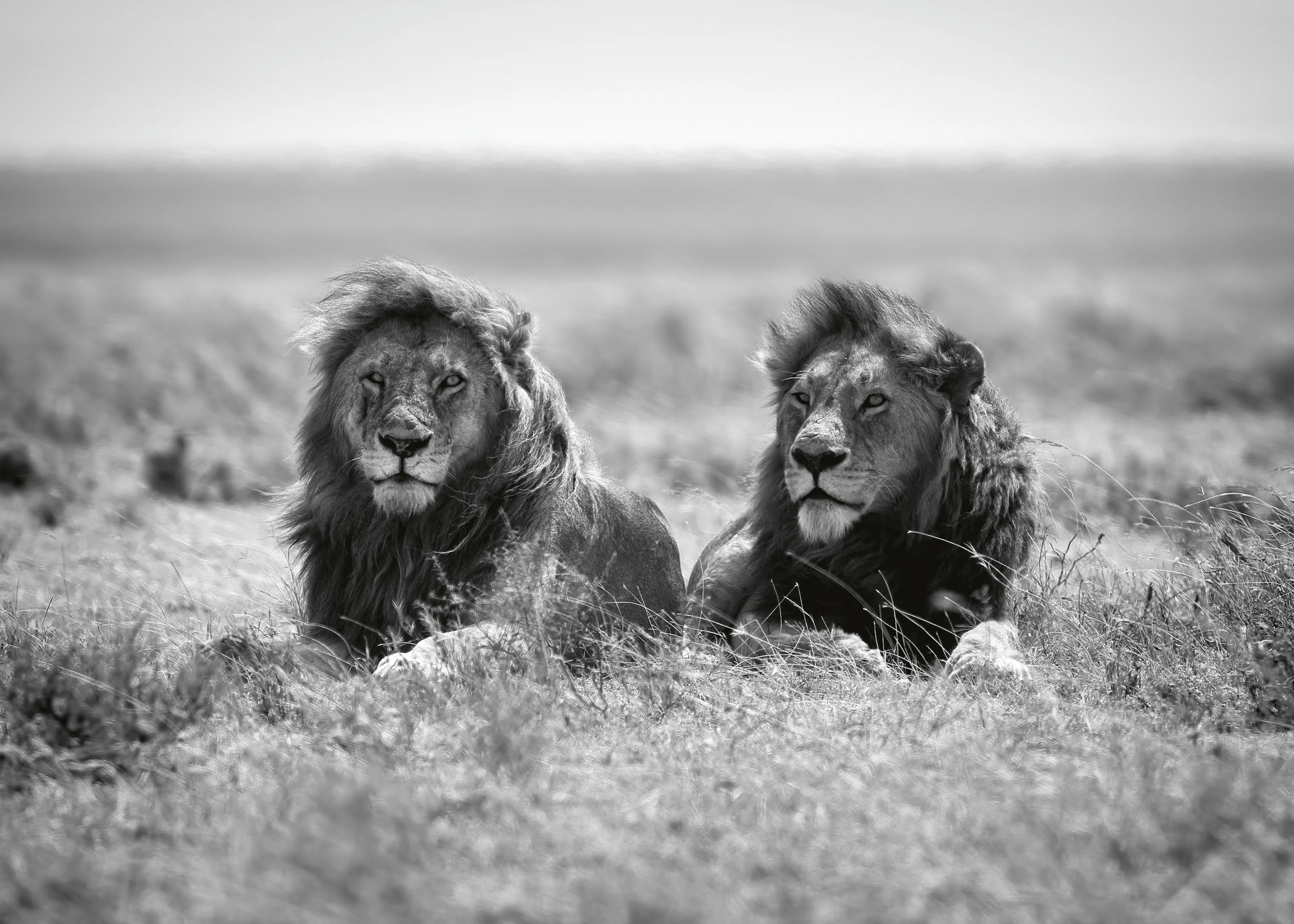 Nicolás Merino - Dos Leones Majestuosos Póster 0