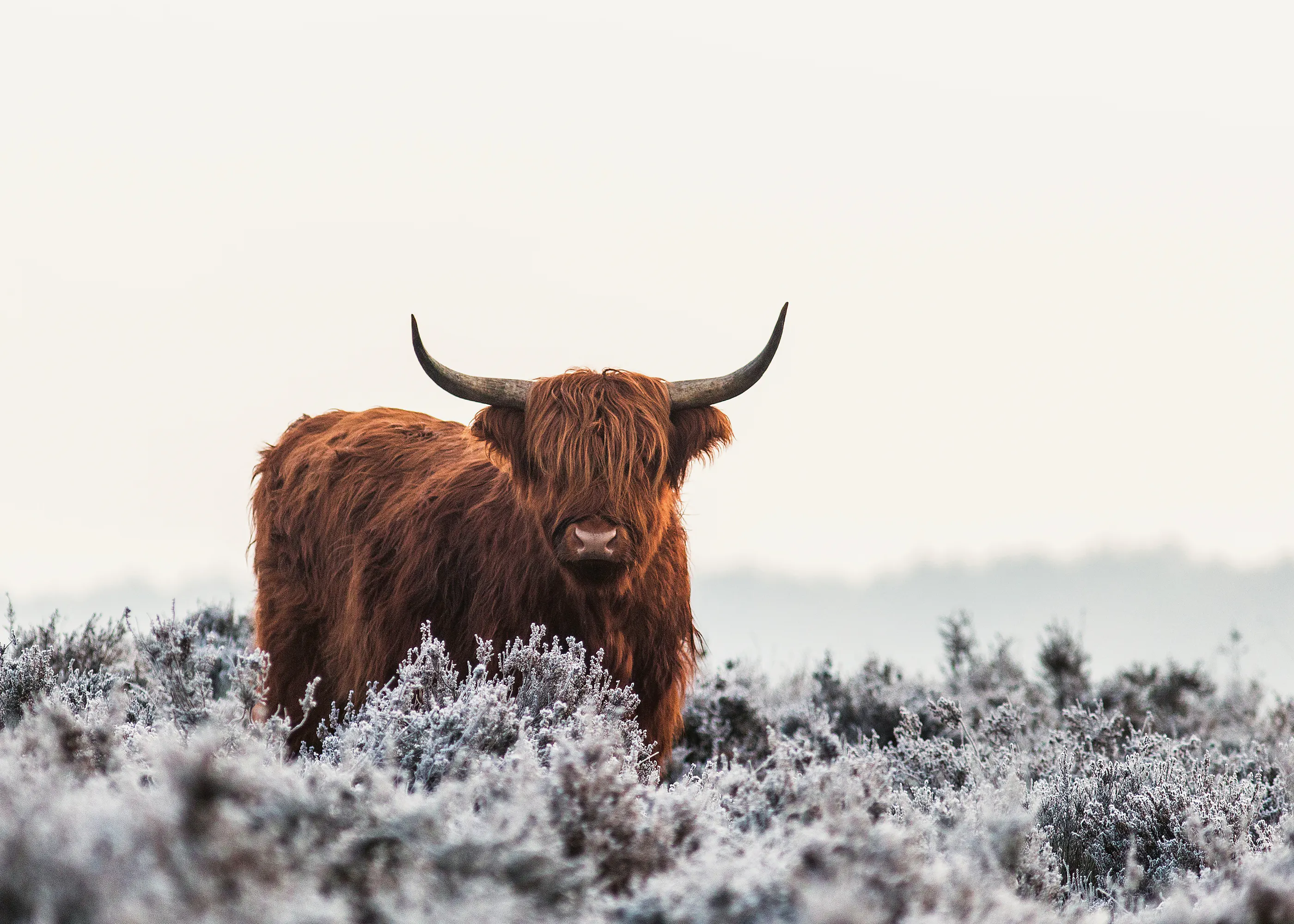 Jaap van den Helm - Vaca de las Tierras Altas Escarcha de Invierno Póster 0