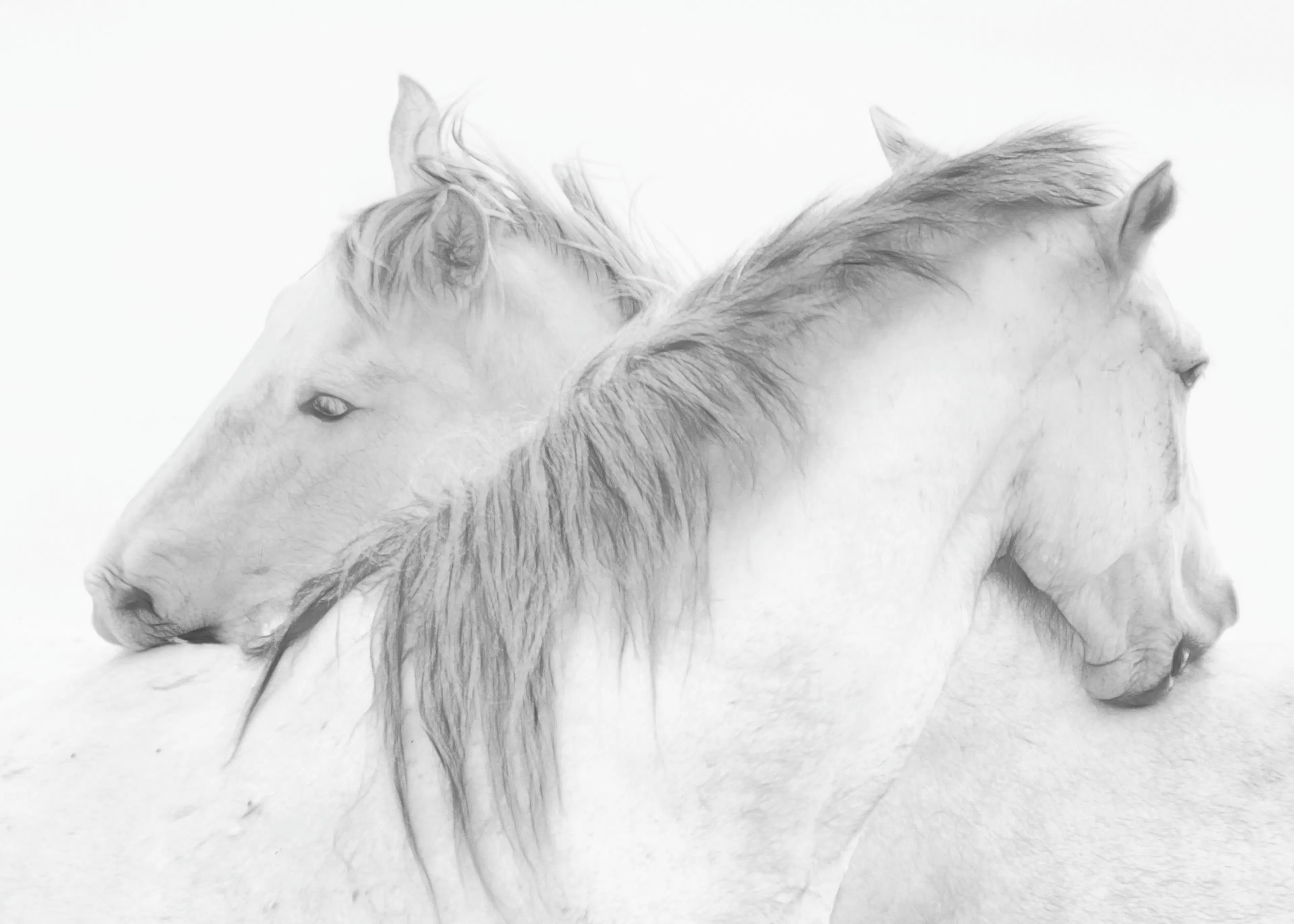 Marie-anne Stas - Caballos Blancos Etéreos Póster 0