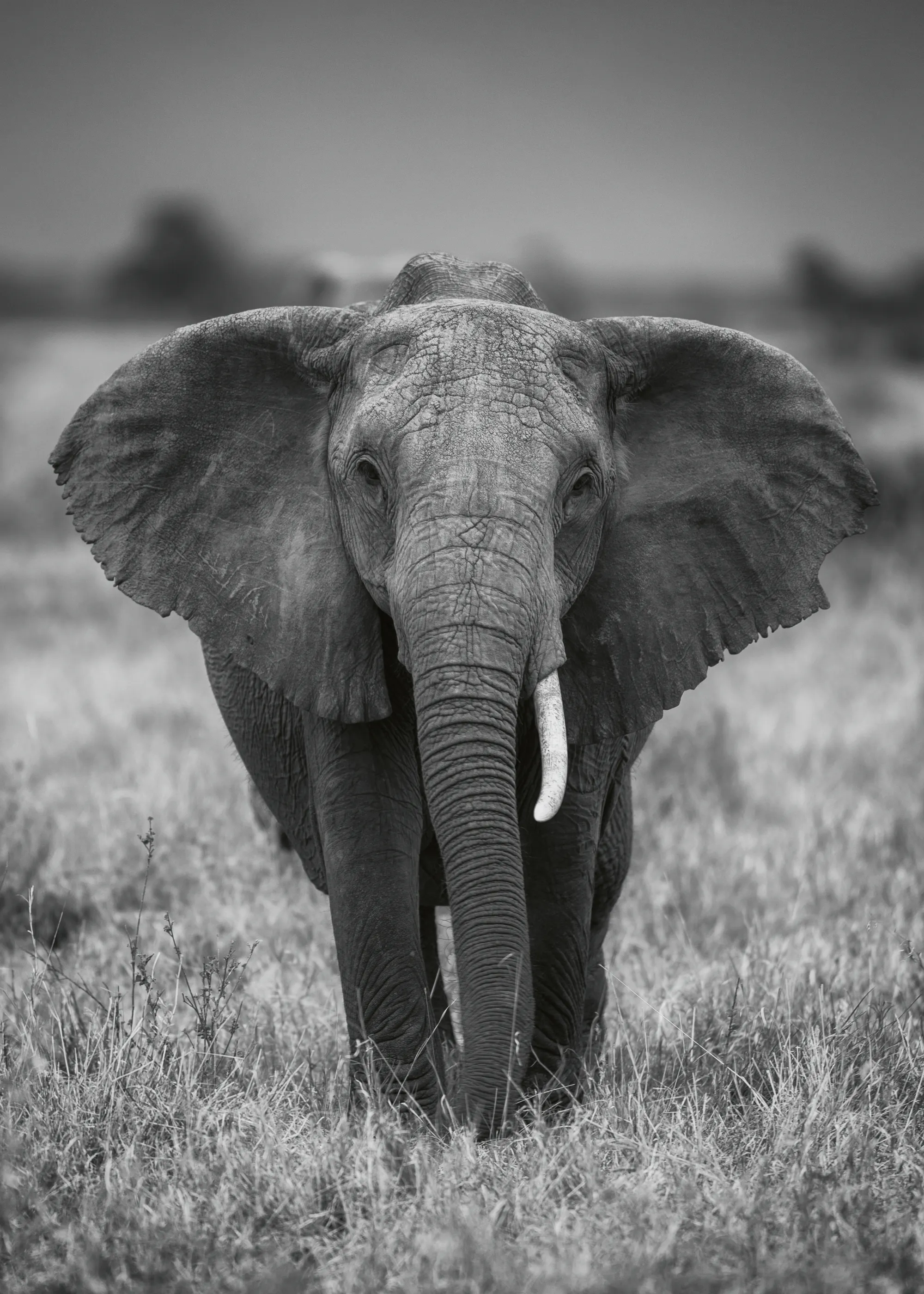 Jaco Marx - Majestuoso Elefante Africano Póster 0