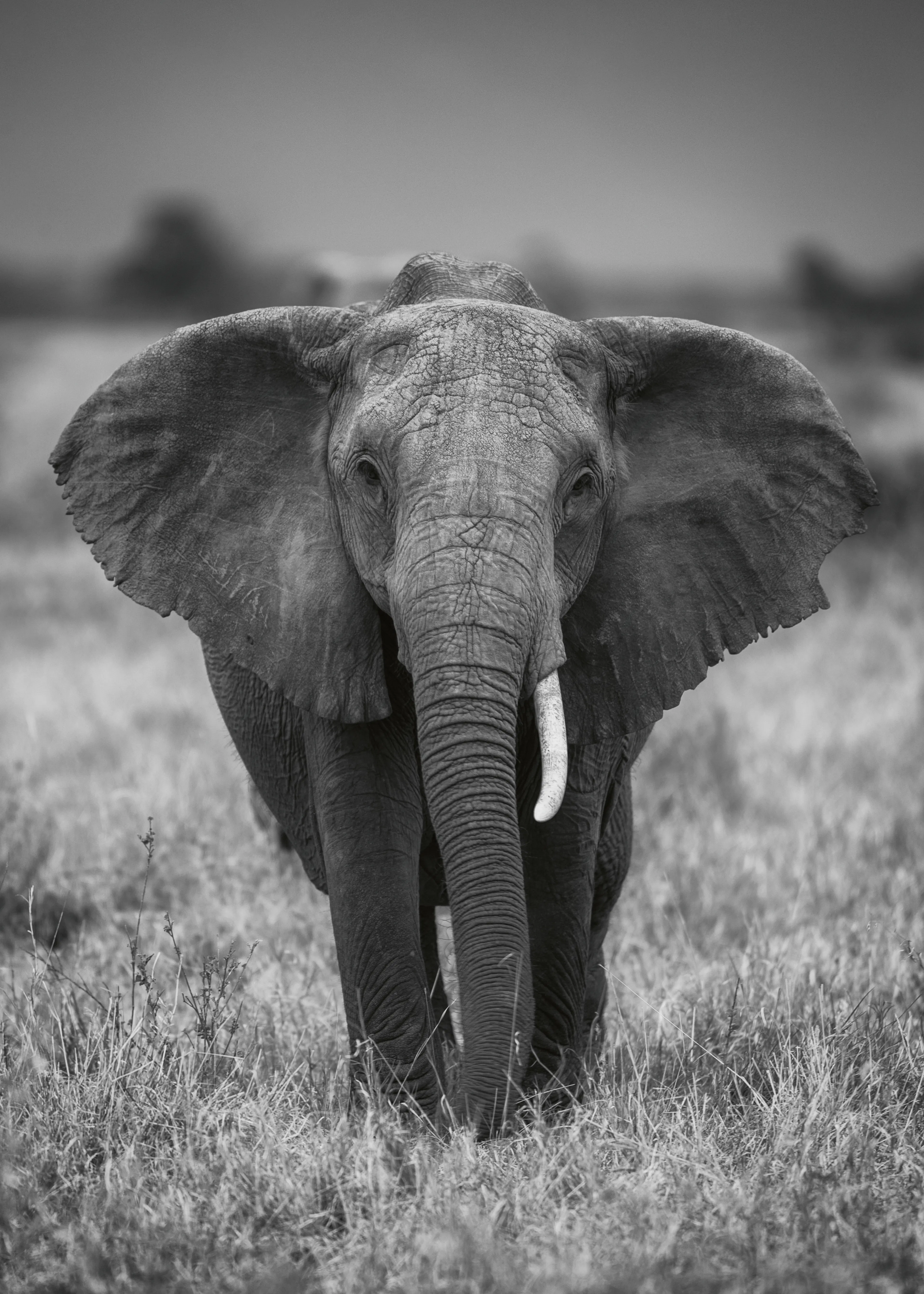 Jaco Marx - Majestuoso Elefante Africano Póster 0