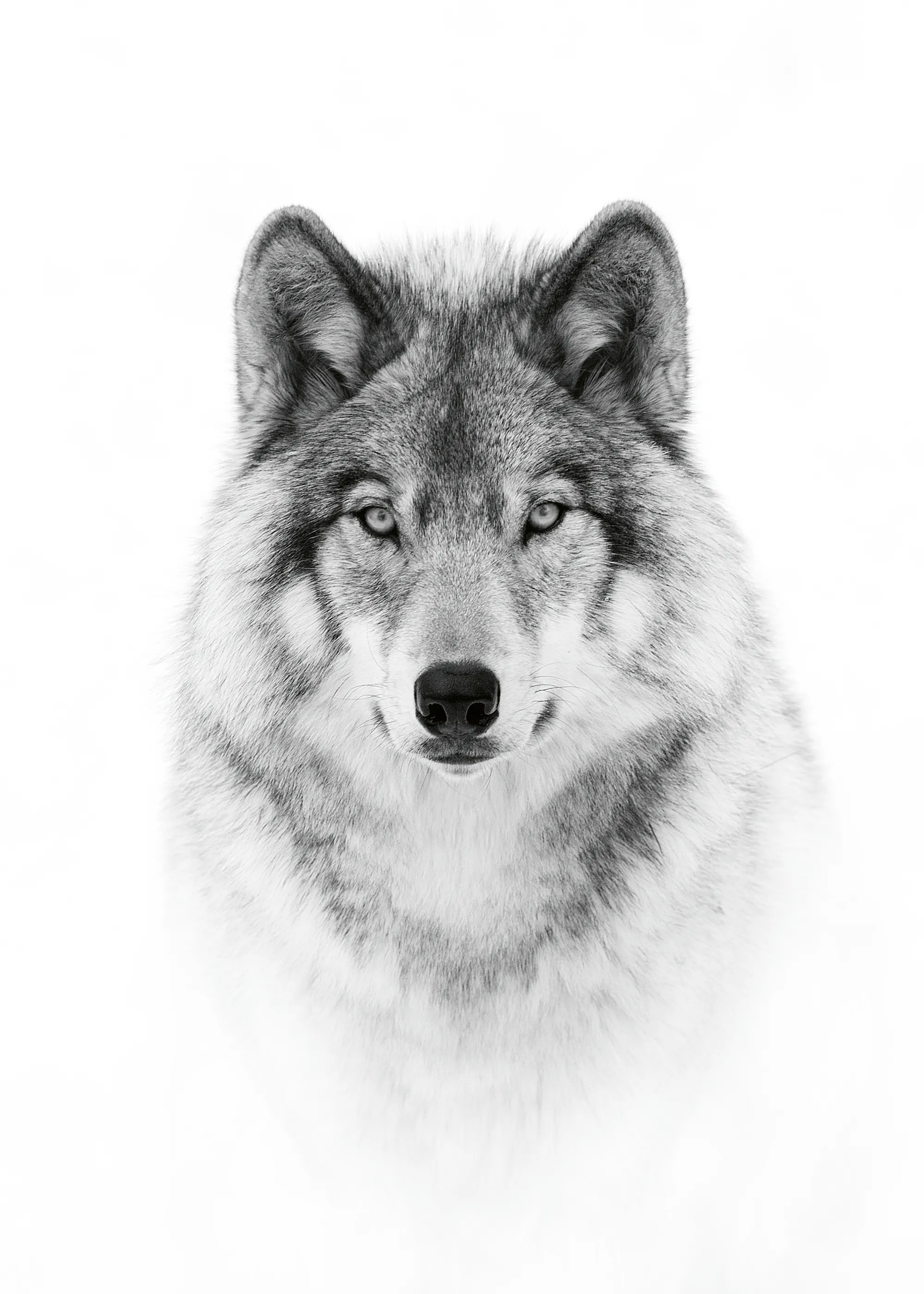 Jim Cumming - Mirada Majestuosa del Lobo Póster 0