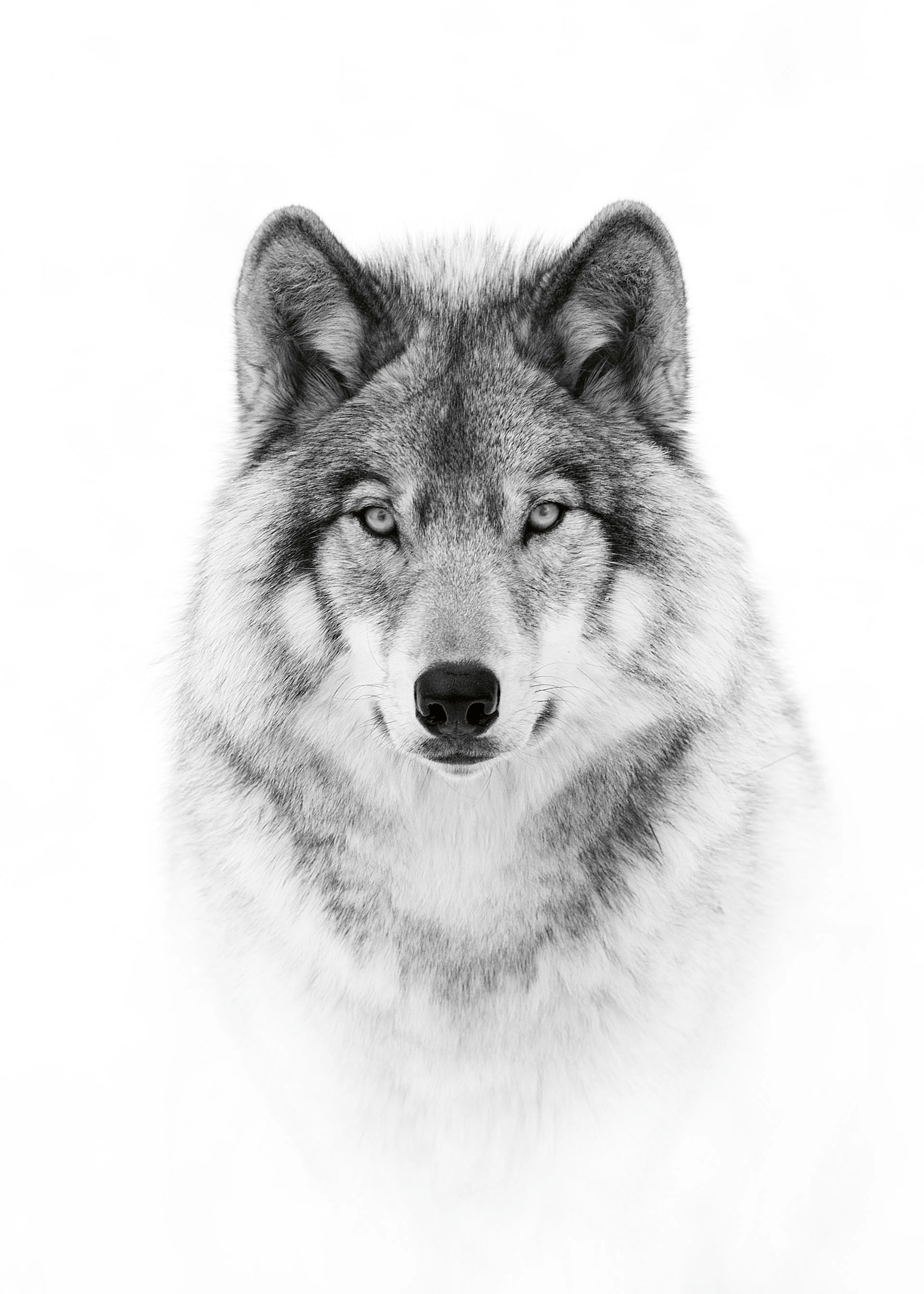 Jim Cumming - Mirada Majestuosa del Lobo Póster 0
