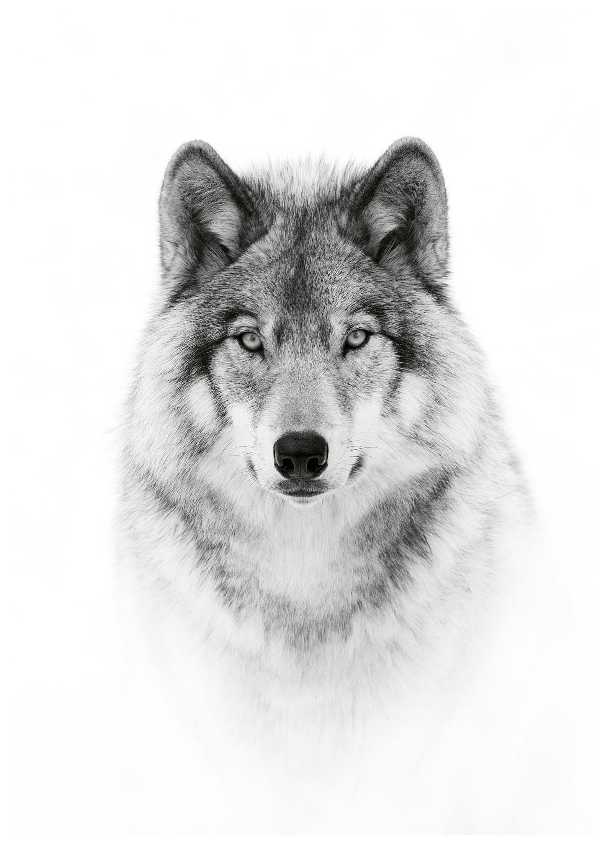 Jim Cumming - Majestic Wolf Gaze Poster (21x30 cm) - Poster Store