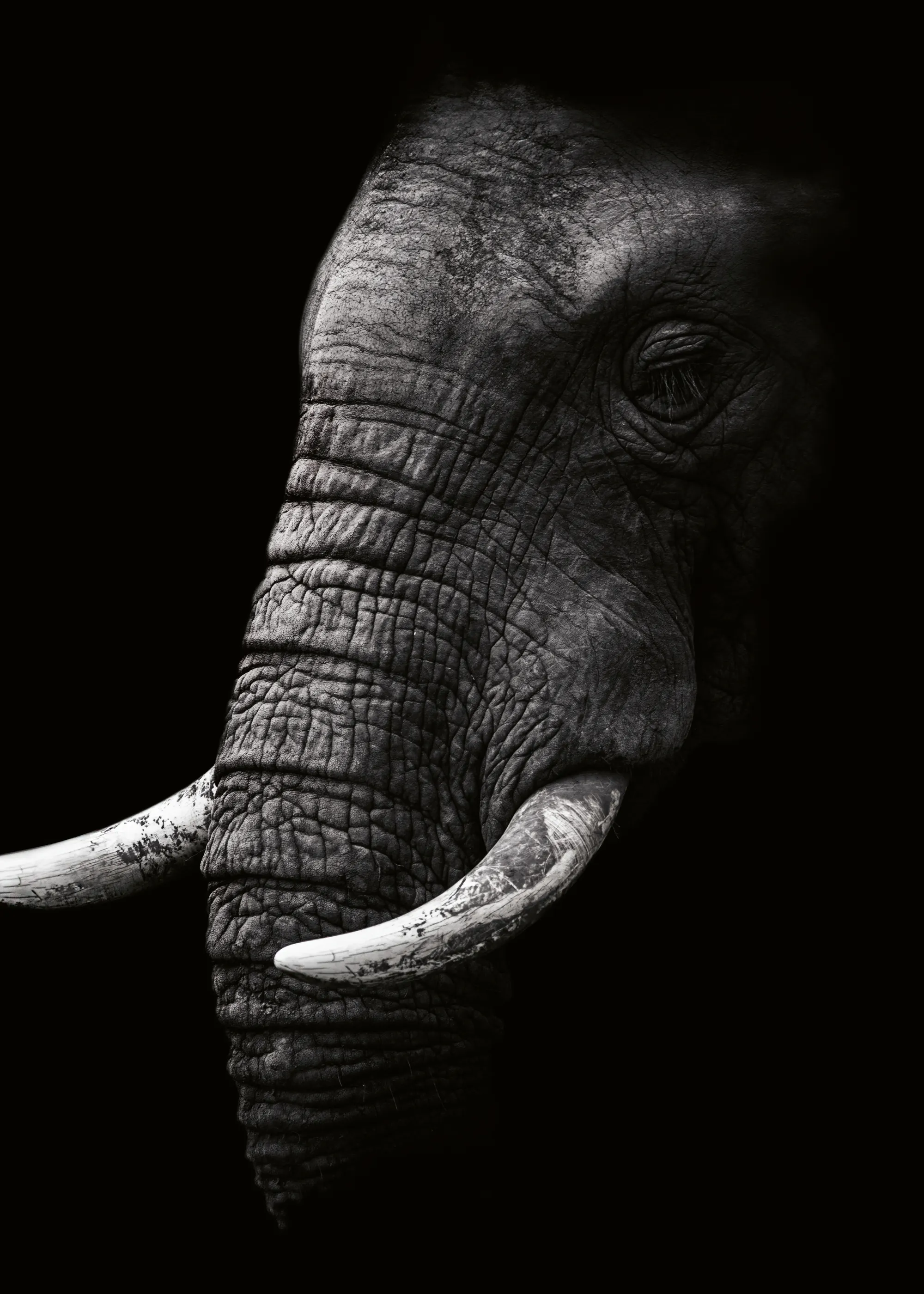 WildPhotoArt - Perfil de Elefante Poderoso Póster 0