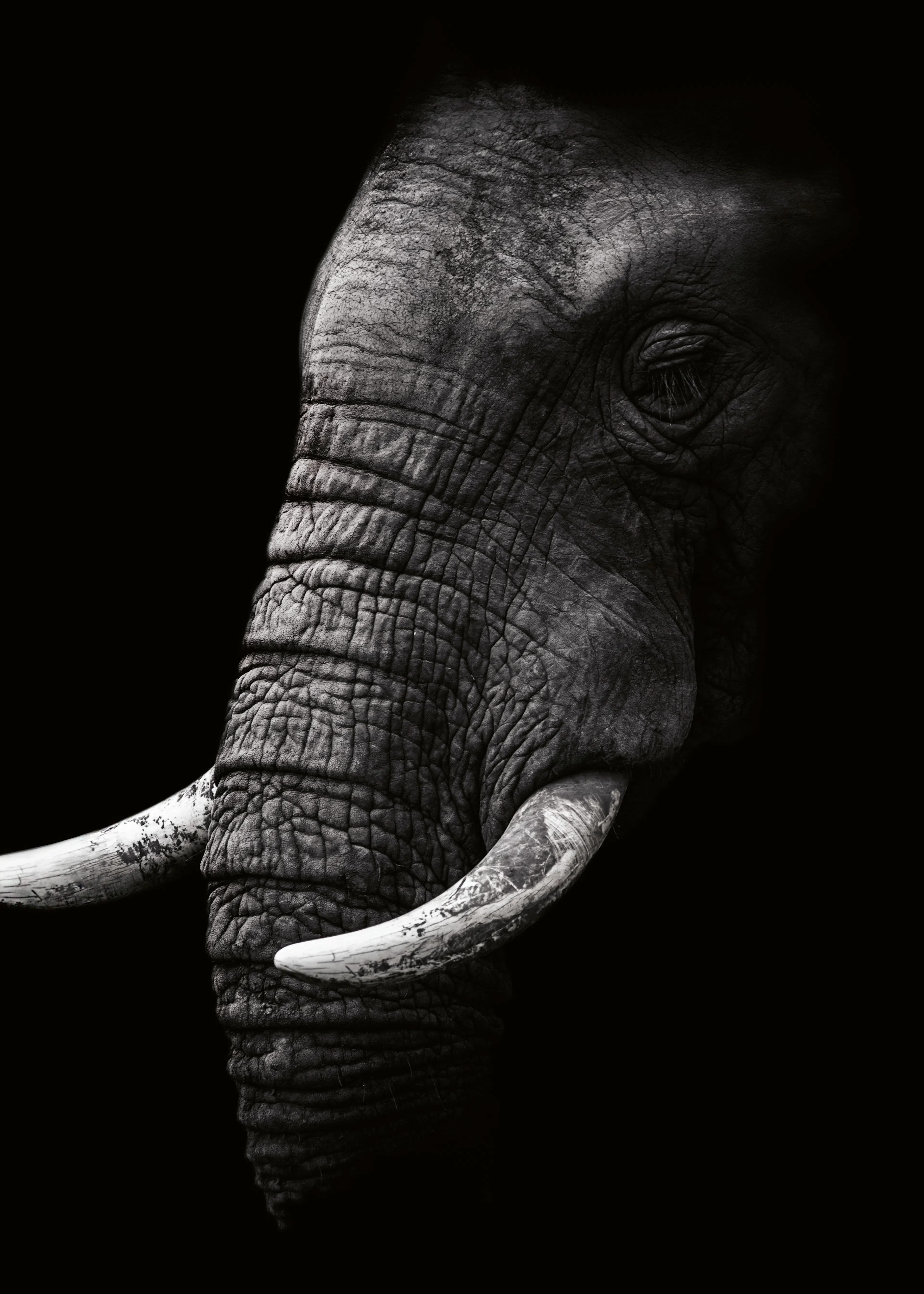 WildPhotoArt - Perfil de Elefante Poderoso Póster 0