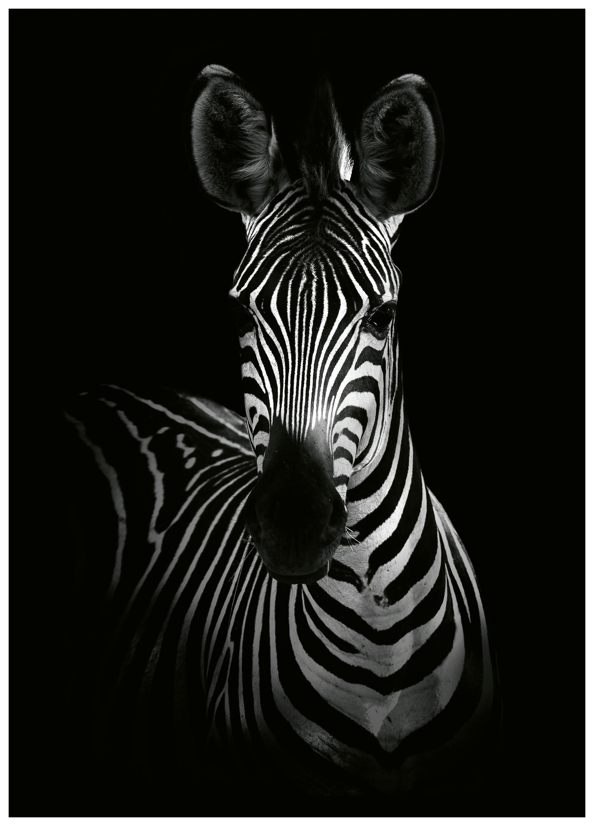 WildPhotoArt - Striking Zebra Portrait Poster (70x100 cm) - Poster Store