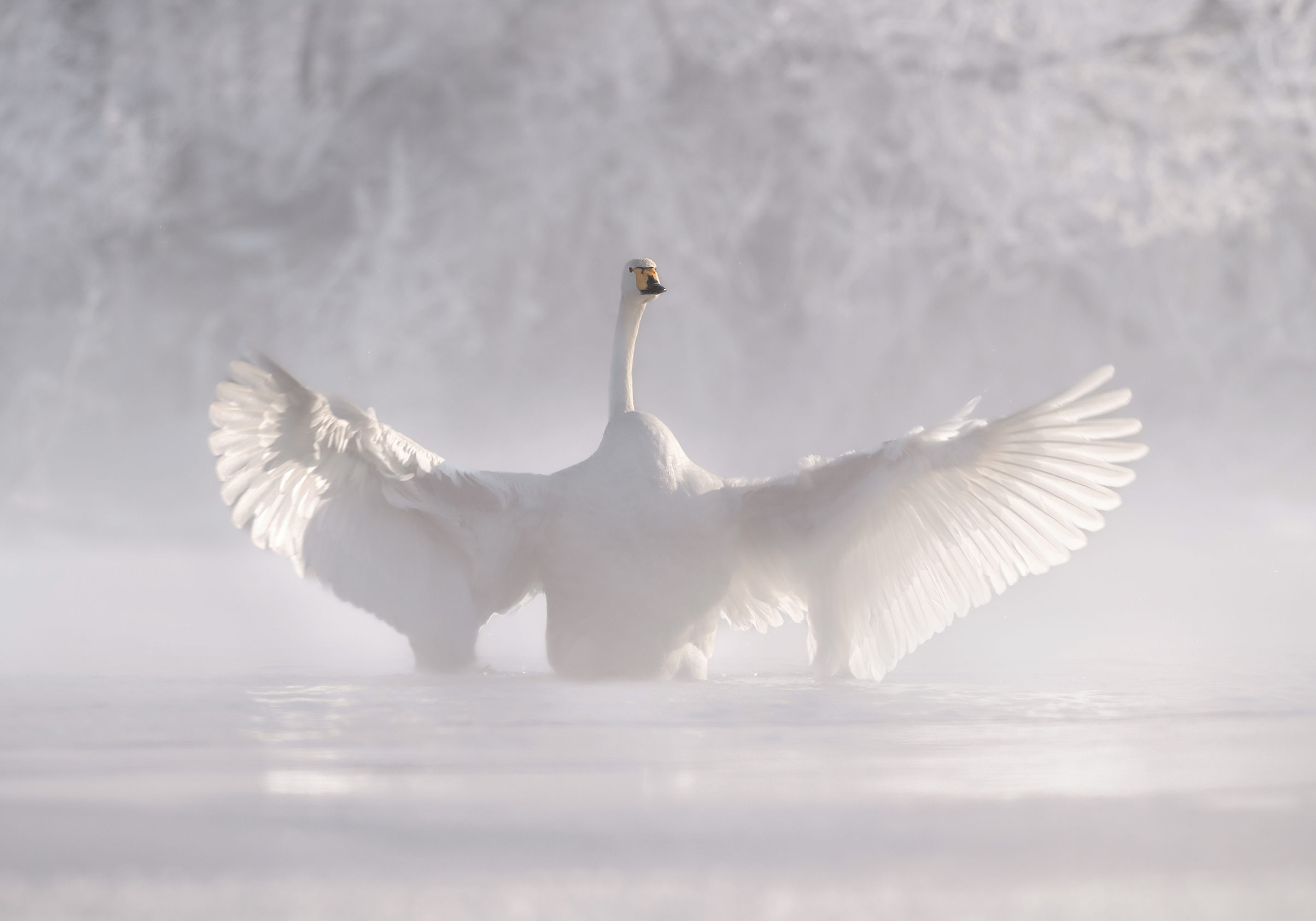 オルガ・ルドチェンコ 霧の中の白鳥 翼を広げる 美しい自然写真アート