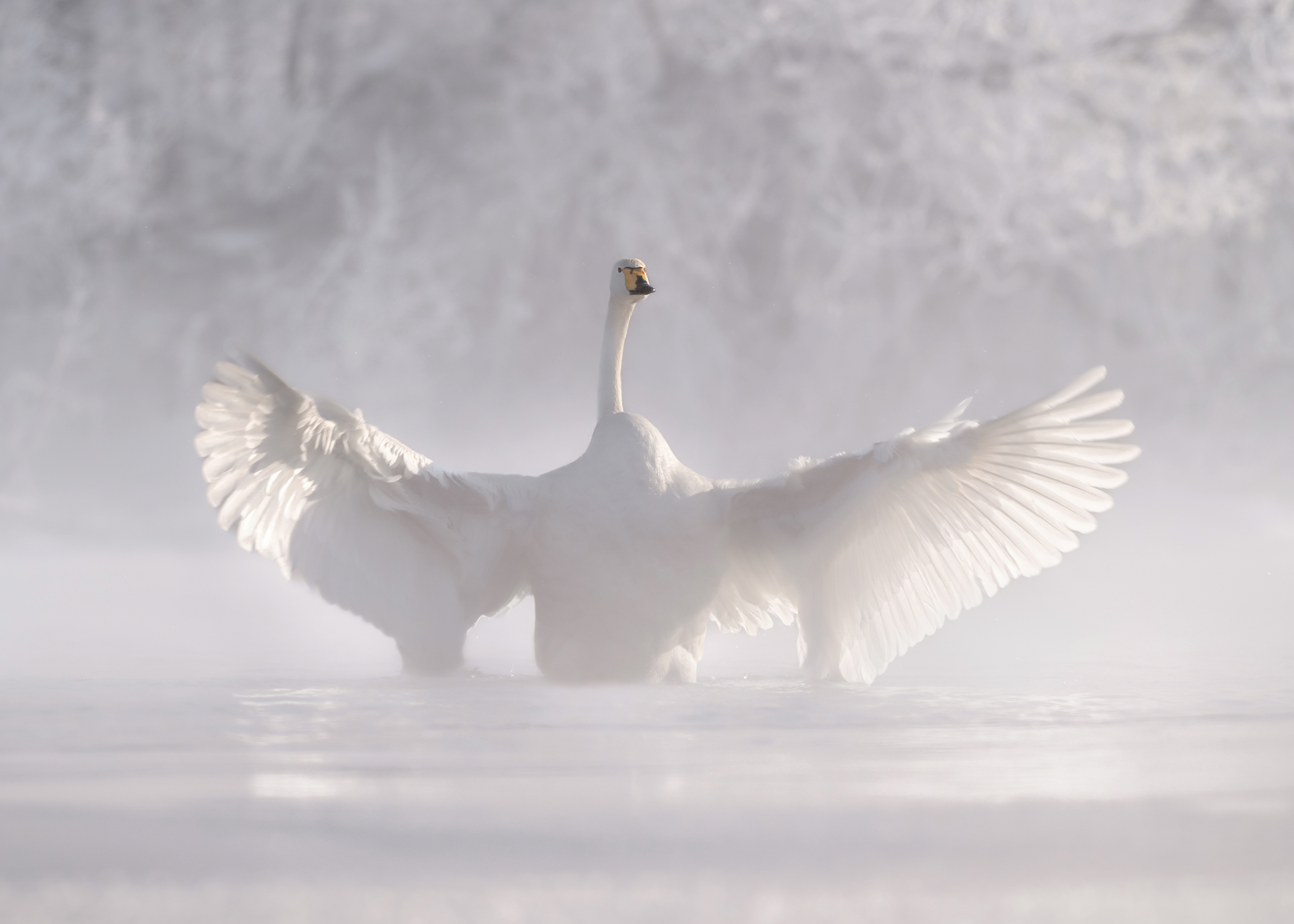 オルガ・ルドチェンコ 霧の中の白鳥 翼を広げる 美しい自然写真アート