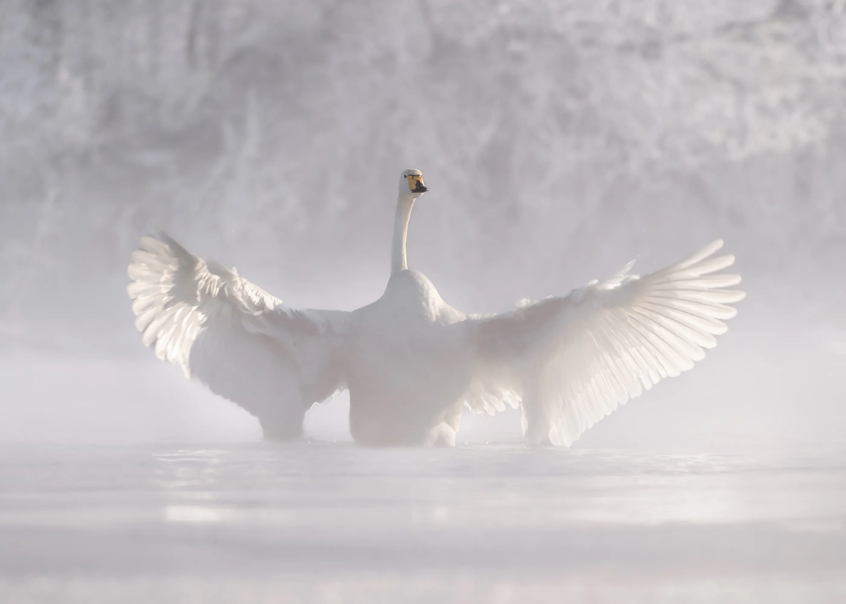 Olga Rudchenko - Cisne Brumoso Desplegando las Alas Póster 0