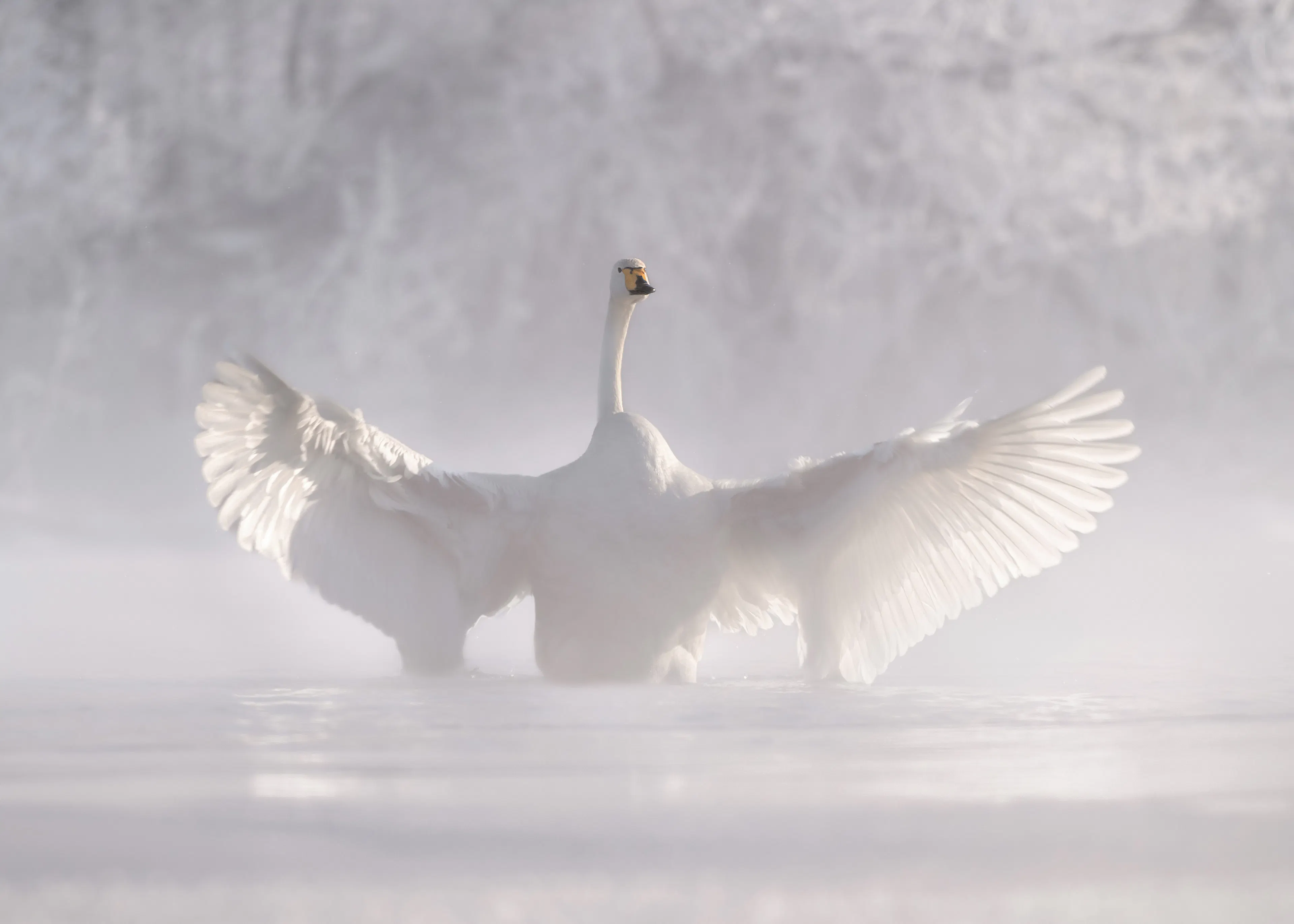 Olga Rudchenko - Cisne Brumoso Desplegando las Alas Póster 0