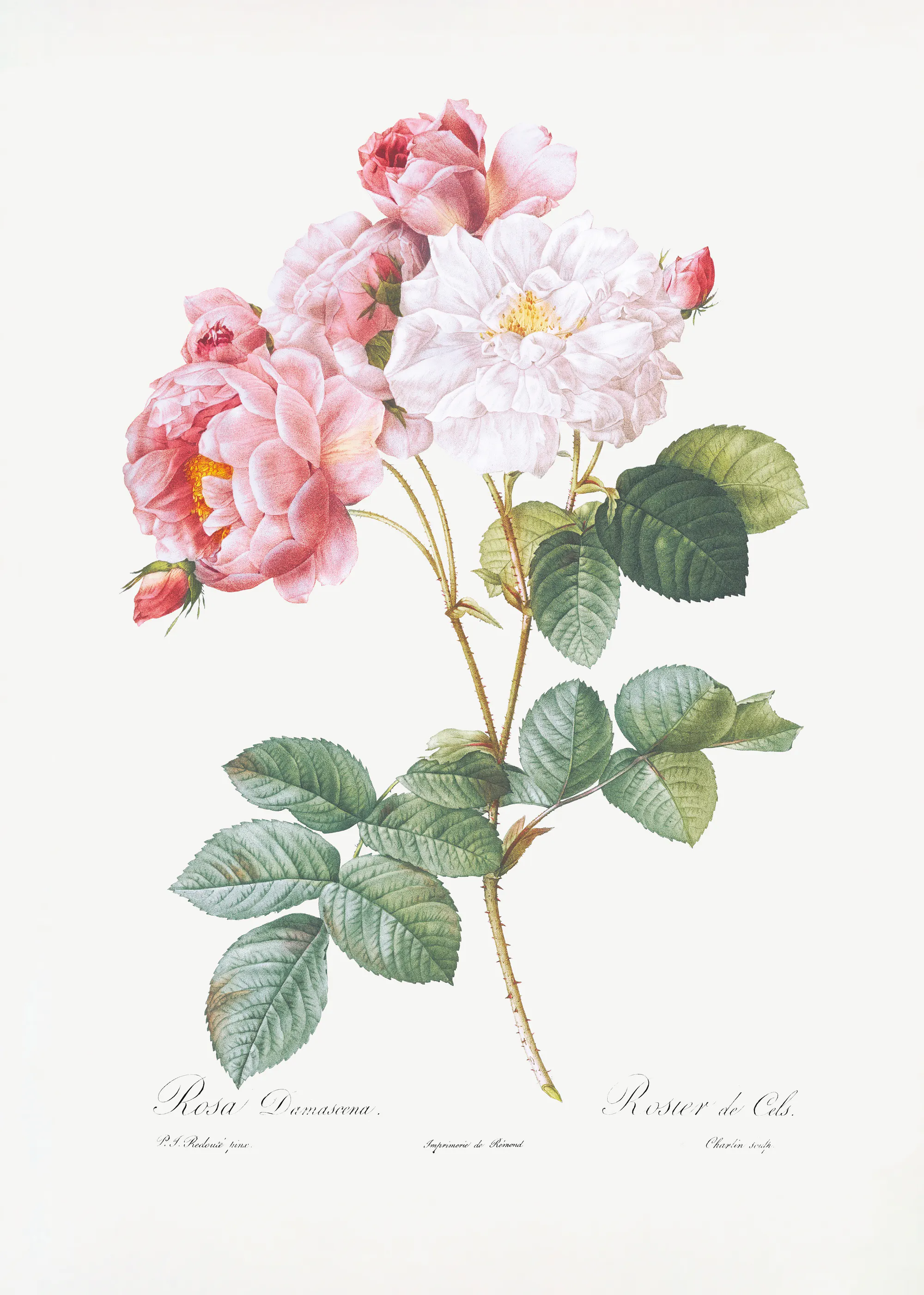 Pierre-Joseph Redoute - Rosebush, Les Roses (1817–1824) ポスター 0