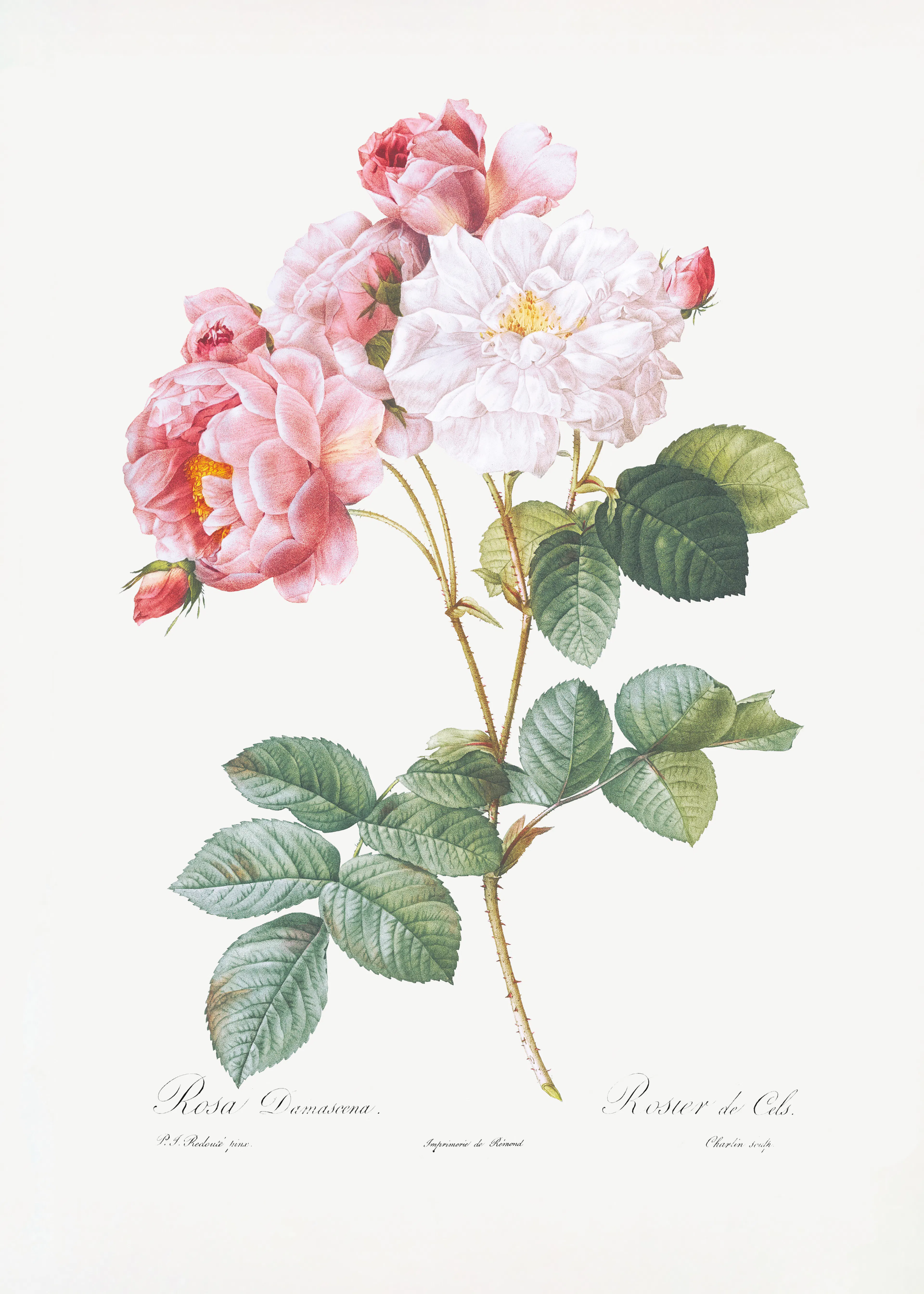Pierre-Joseph Redoute - Rosebush, Les Roses (1817–1824) ポスター 0