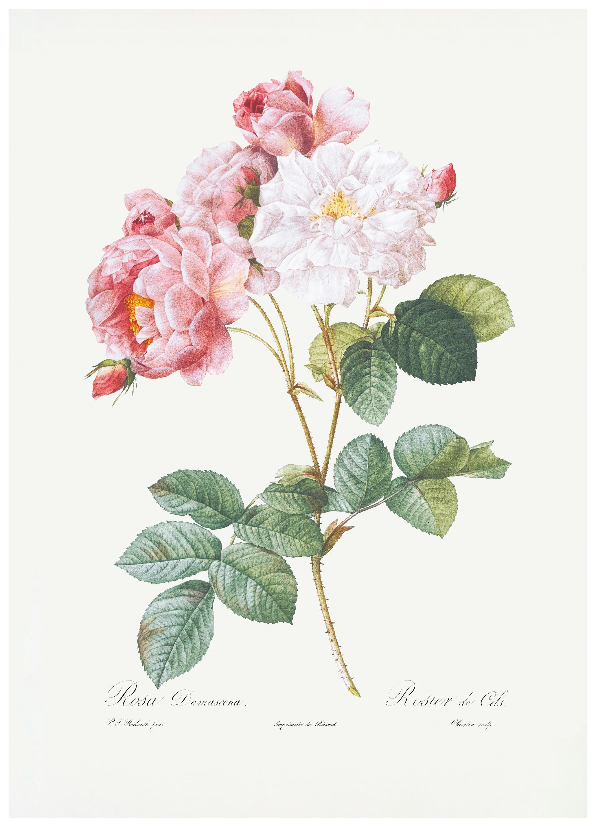 Pierre-Joseph Redoute - Rosebush, Les Roses (1817–1824) Poster (70x100 cm) - Poster Store