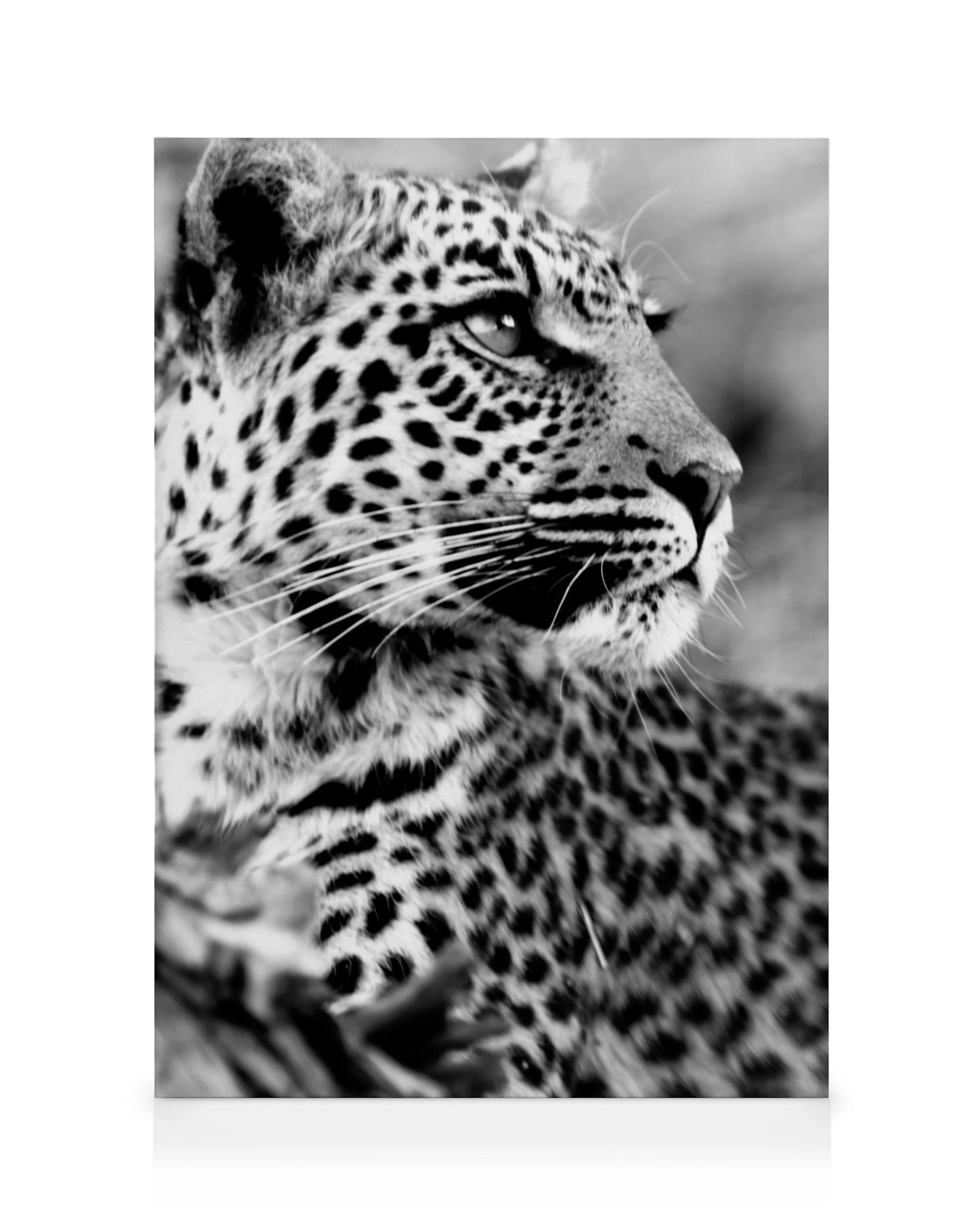 Leopard Canvas print 0
