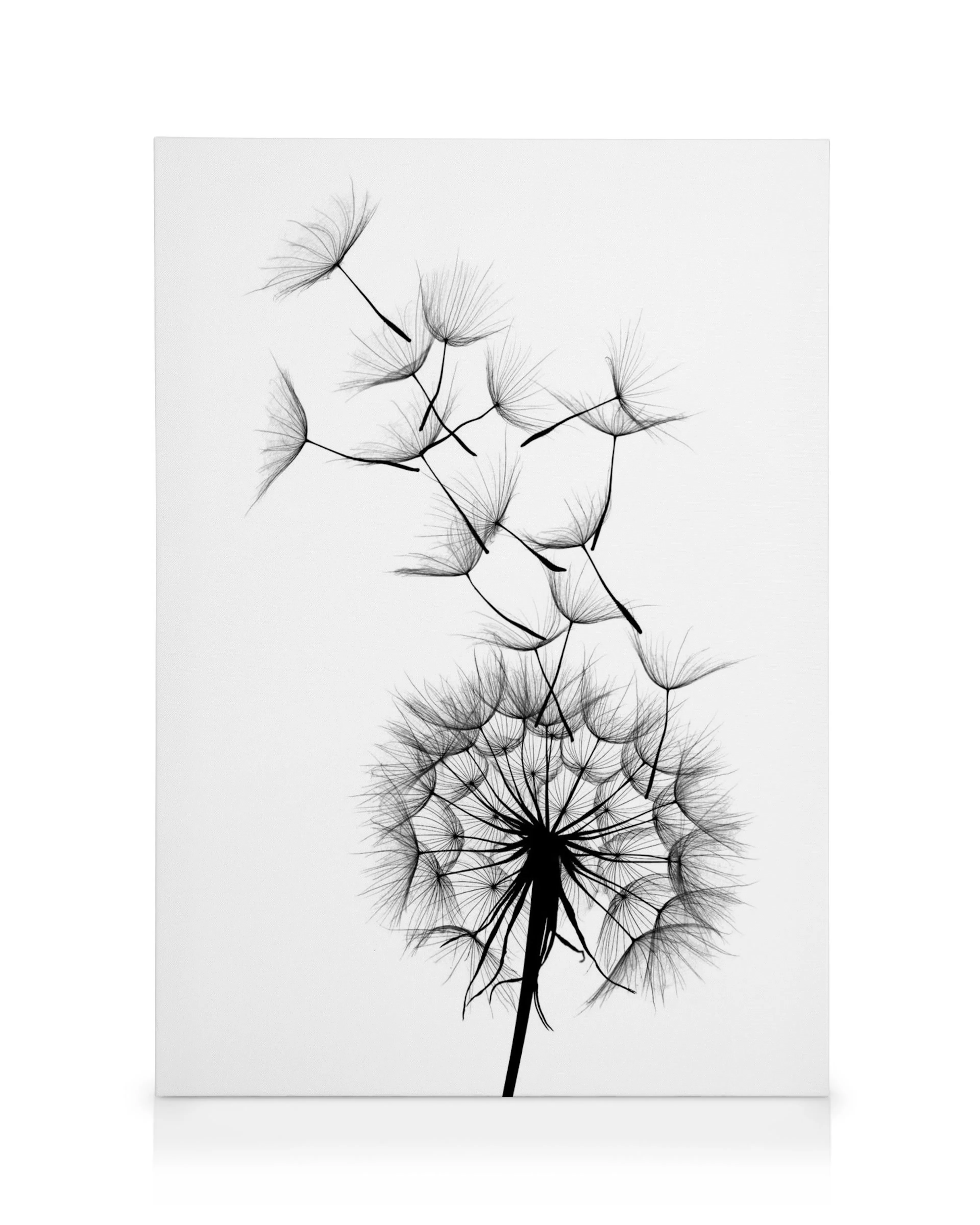 Leinwandbild mit einer schwarz-weißen Pusteblume, deren Samen im Wind davonfliegen.