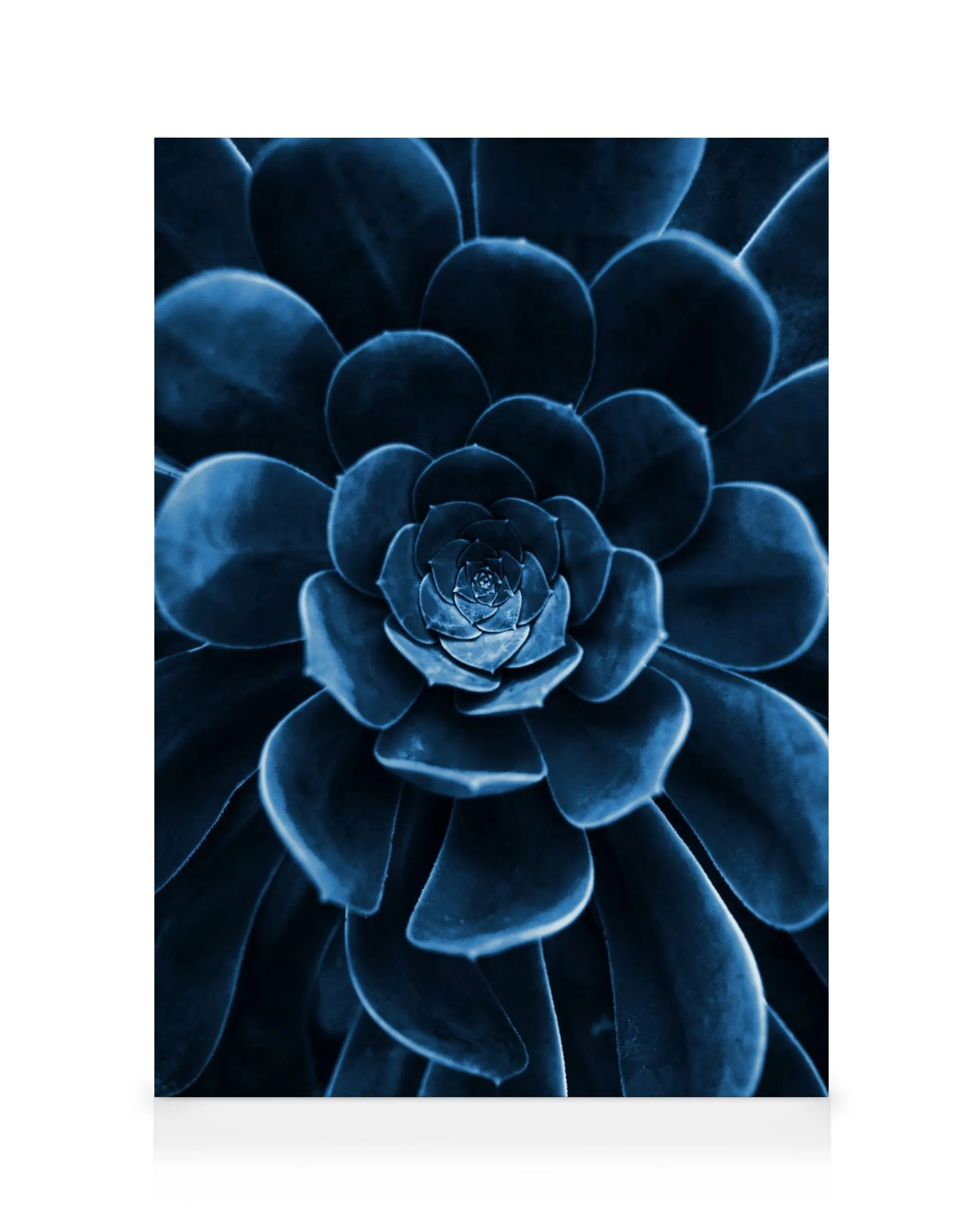 Lienzo Blue Succulent 0