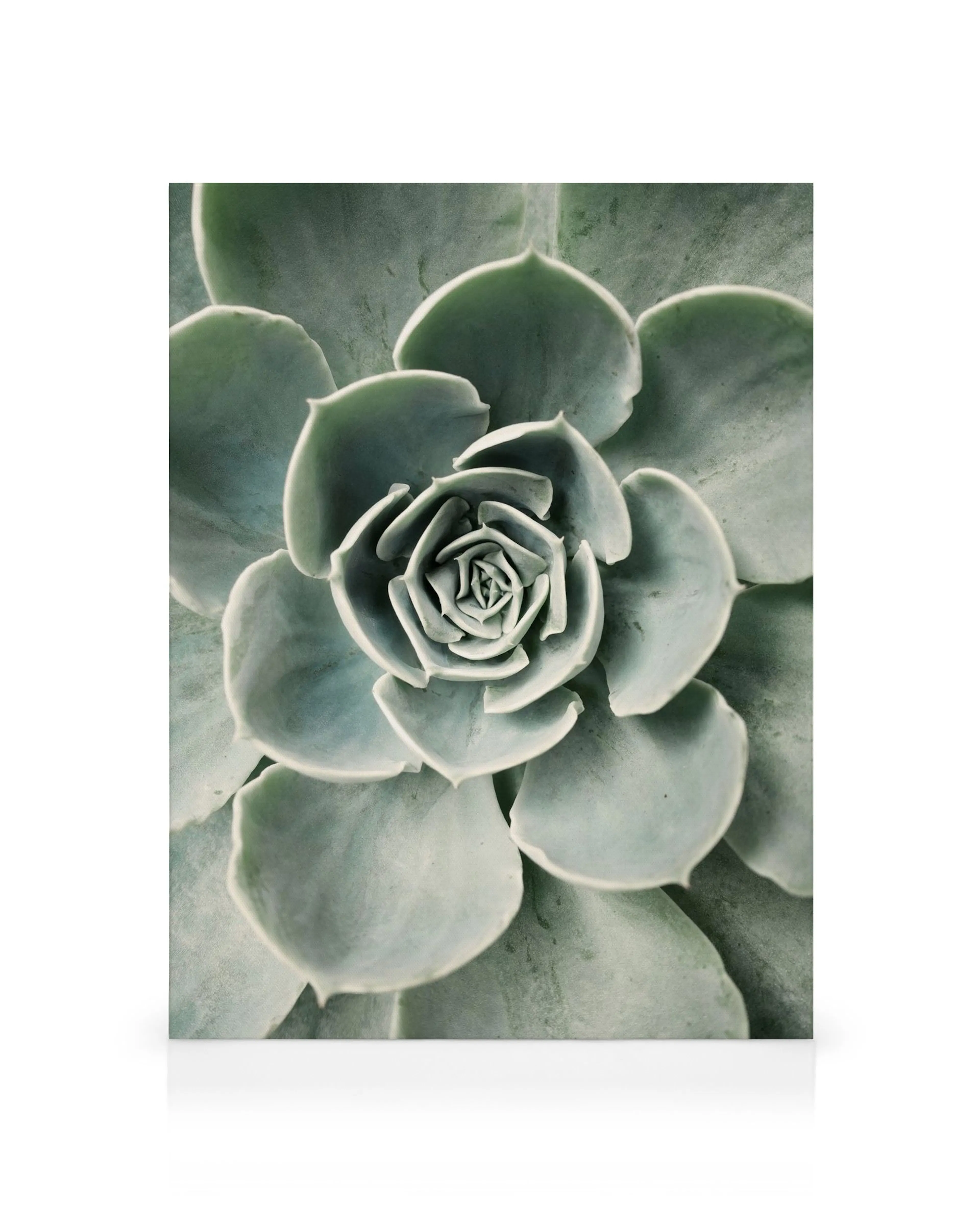 Leinwandbild einer grünen Echeveria Sukkulente mit vielen Blättern, die in einer Rosettenform angeordnet sind.