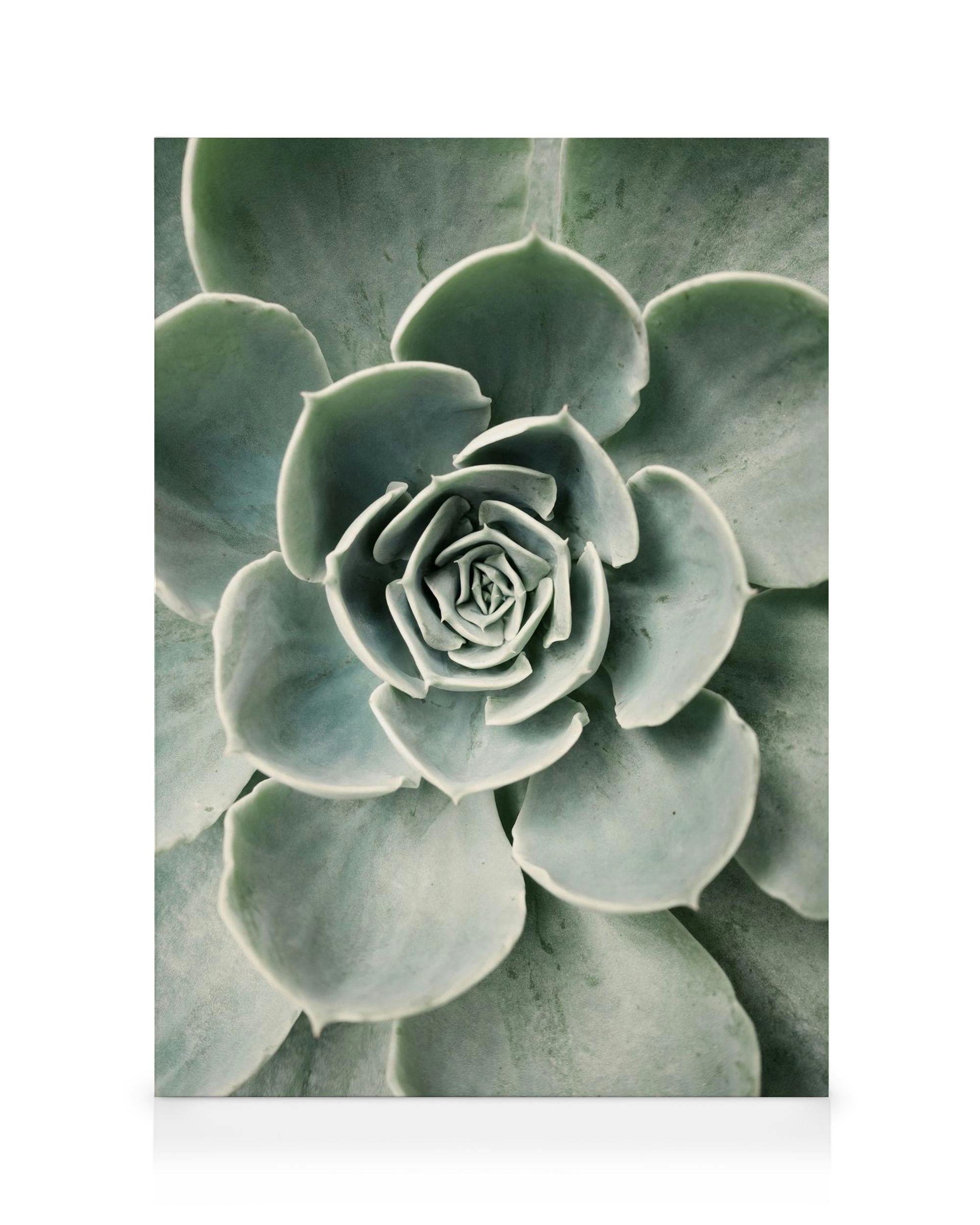 Flower Cactus Canvas (30x40 cm) - Poster Store