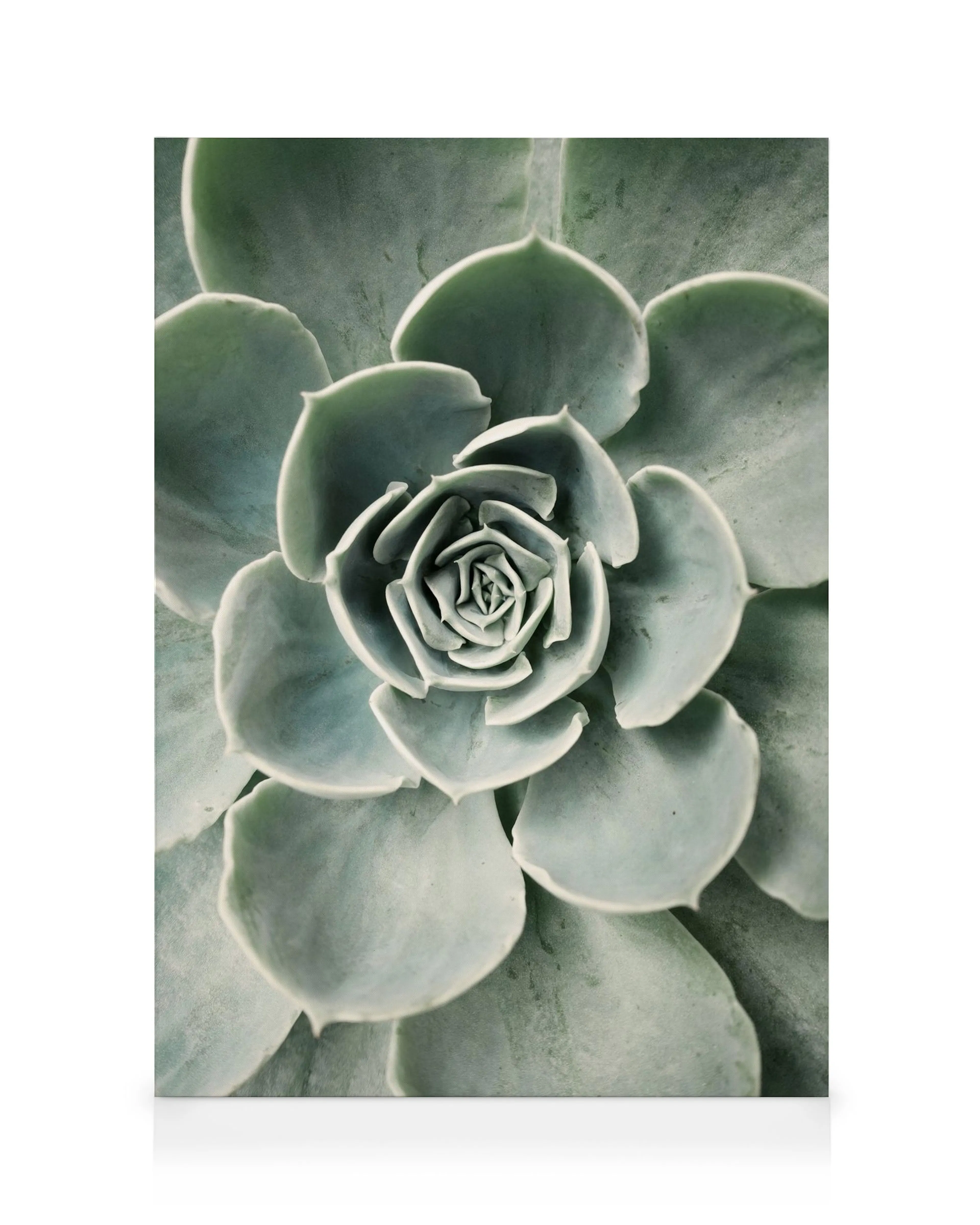 Leinwandbild einer Echeveria Sukkulente in Nahaufnahme, mit blassgrünen bis blaugrauen Blättern, die sich spiralförmig anordnen.