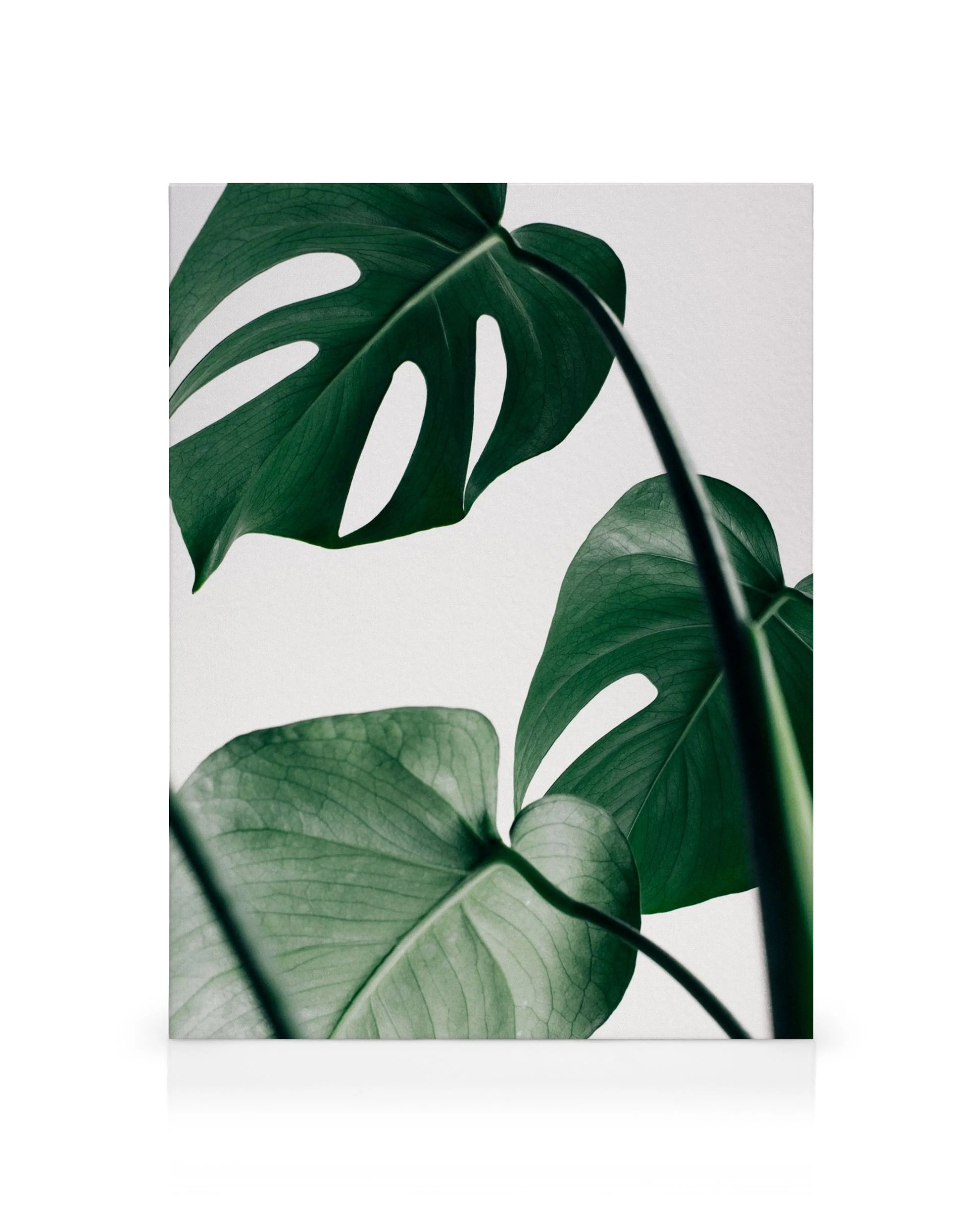 Lienzo con hojas de Monstera verdes y vibrantes sobre un fondo blanco, capturando su belleza tropical.