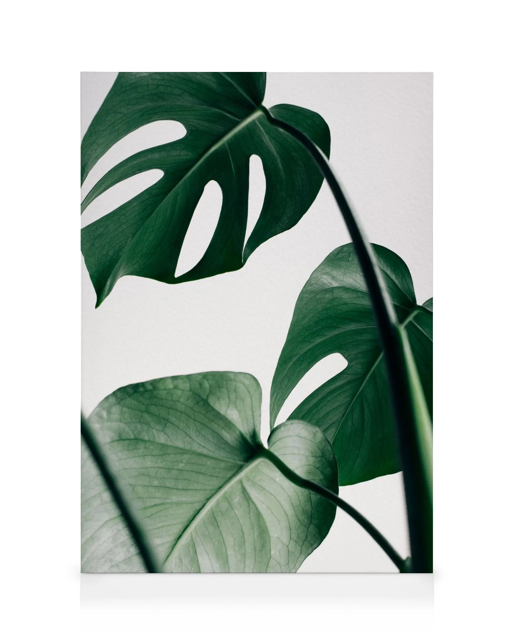 Leinwandbild mit großen, dunkelgrünen Monstera-Blättern auf weißem Hintergrund, mit Fokus auf die Blattstruktur.