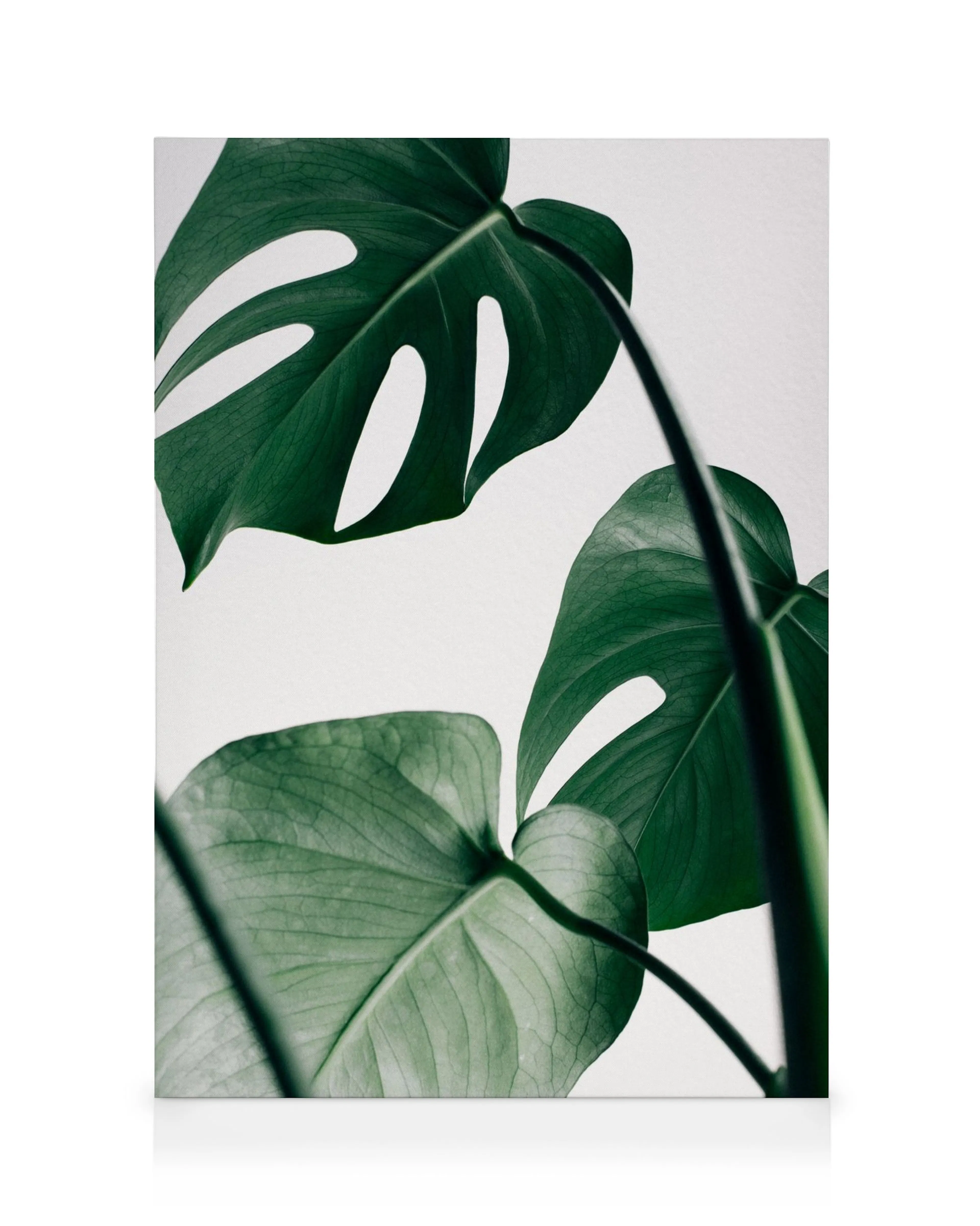Toile Monstera aux feuilles vertes découpées, avec une branche visible, sur fond blanc lumineux.