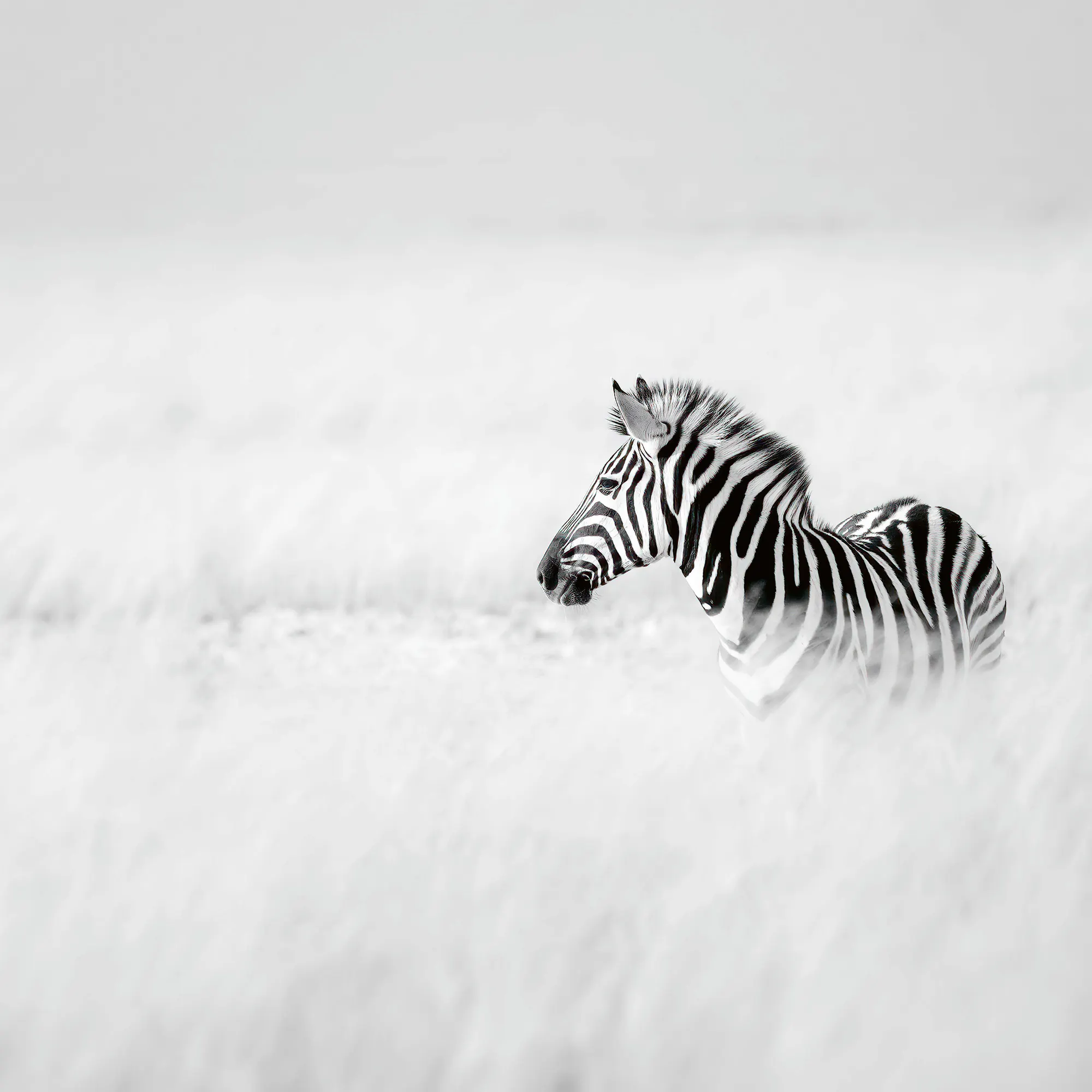 Peter Schoeman - Friedliches Zebrafohlen Poster 0