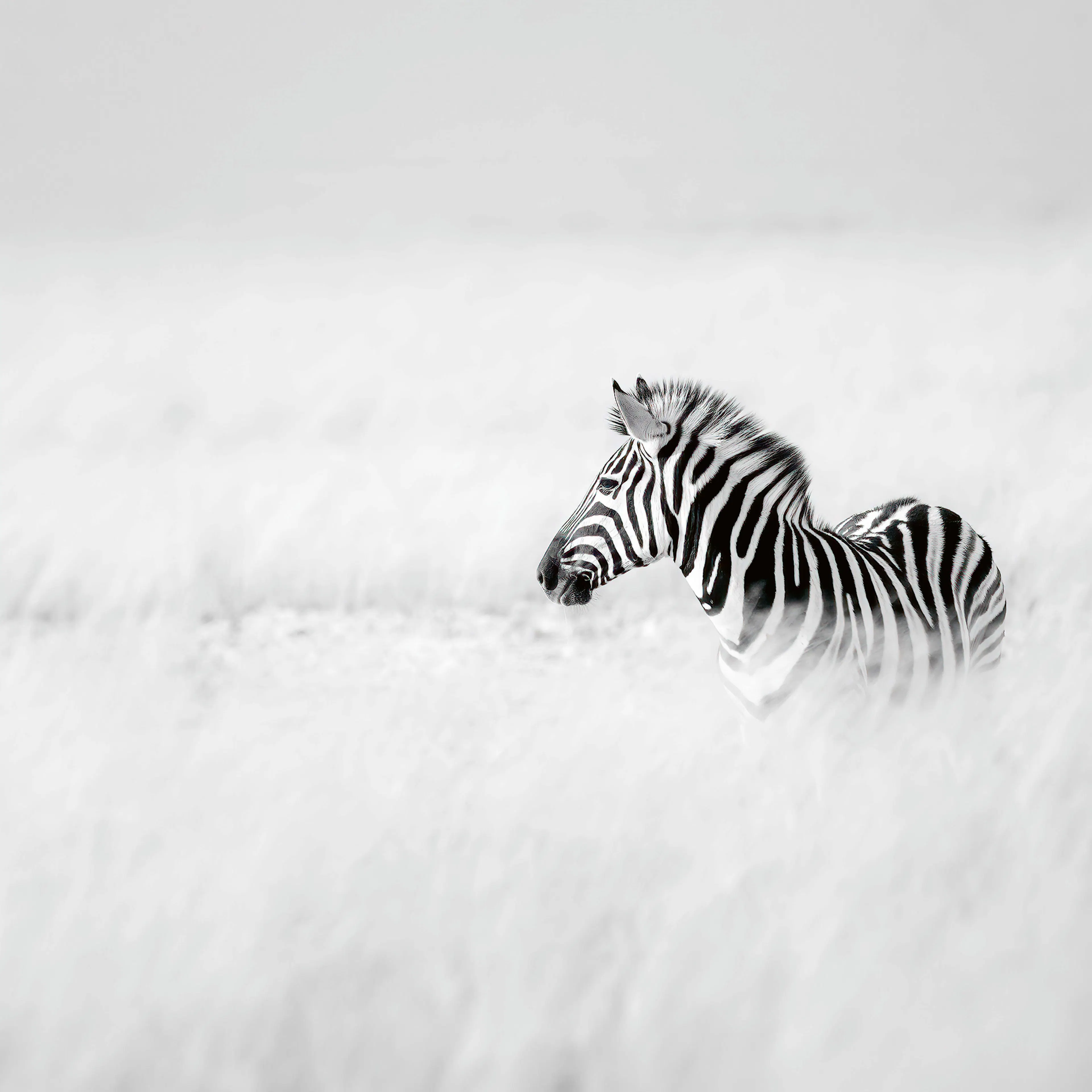Peter Schoeman - Friedliches Zebrafohlen Poster 0