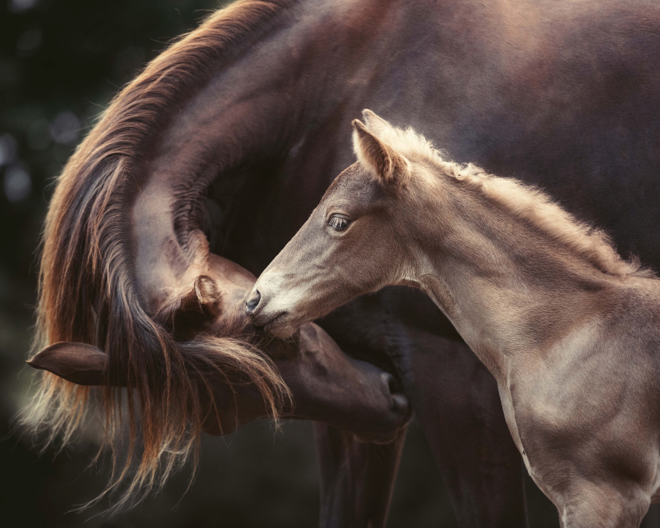 Heike Willers - Dulce Conexión Equina Póster