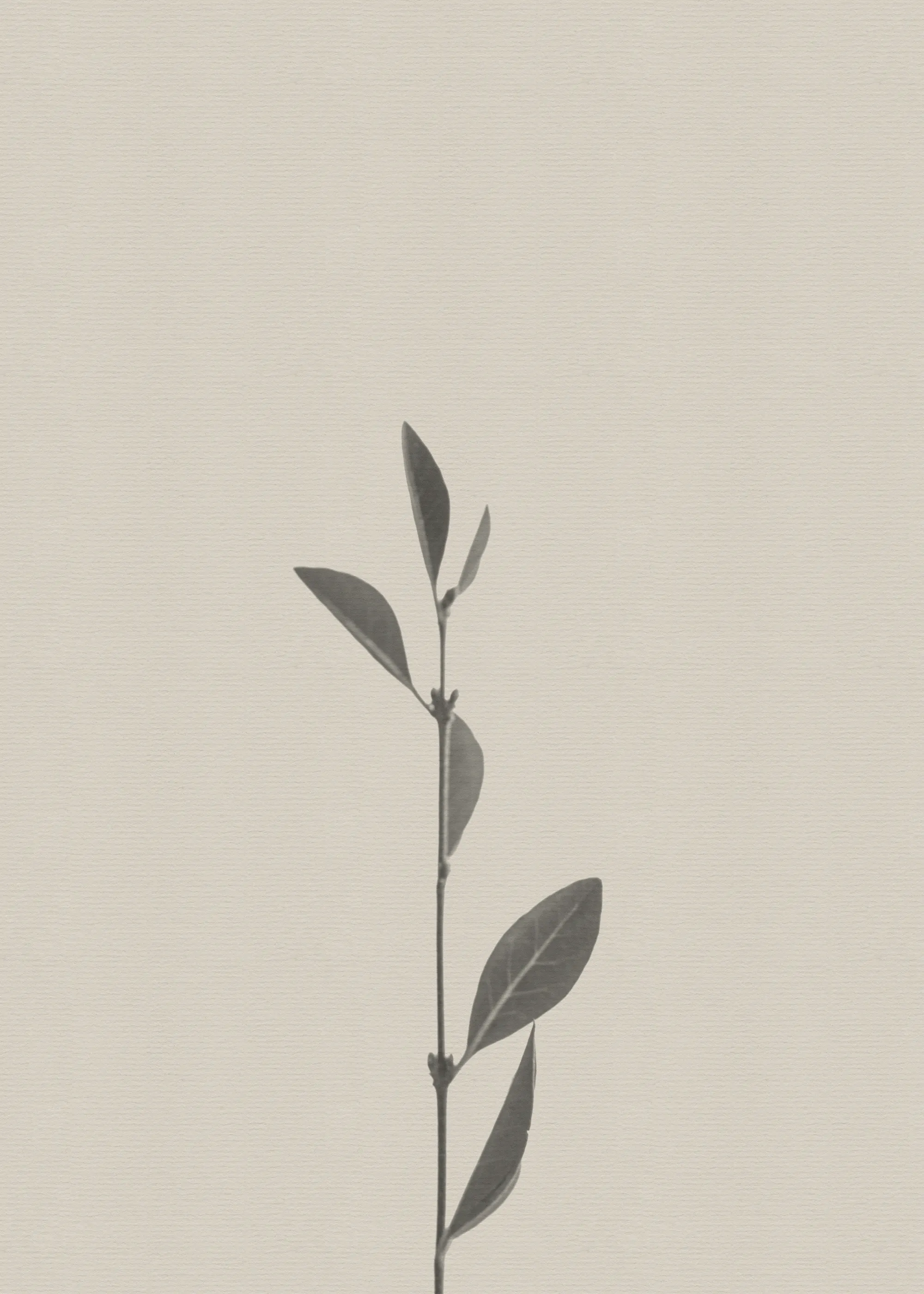 Stephanie Klatt - Delicate Botanical Stem Poster 0