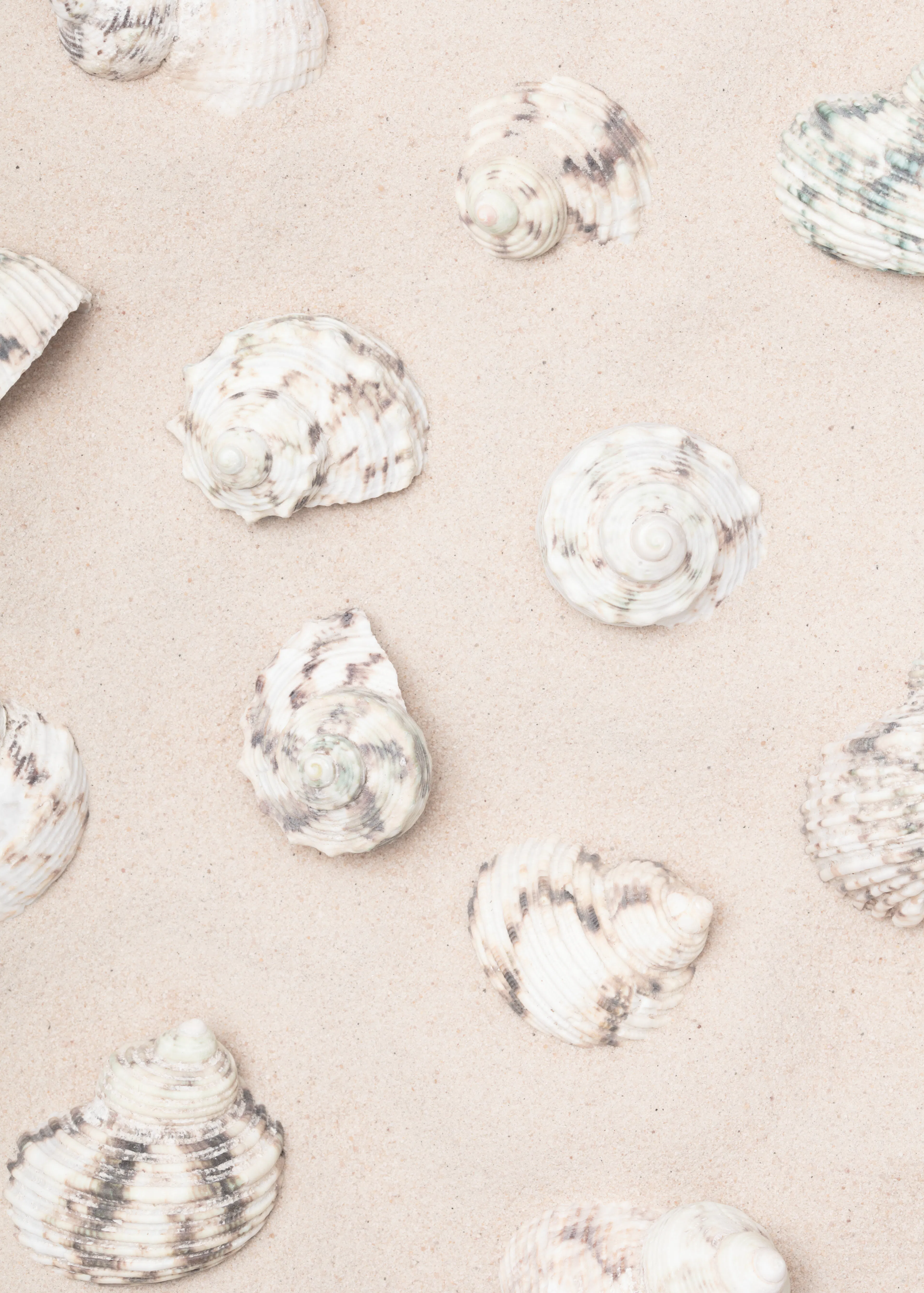 Pictufy Studio III - Kust Sand Snäckor Poster 0