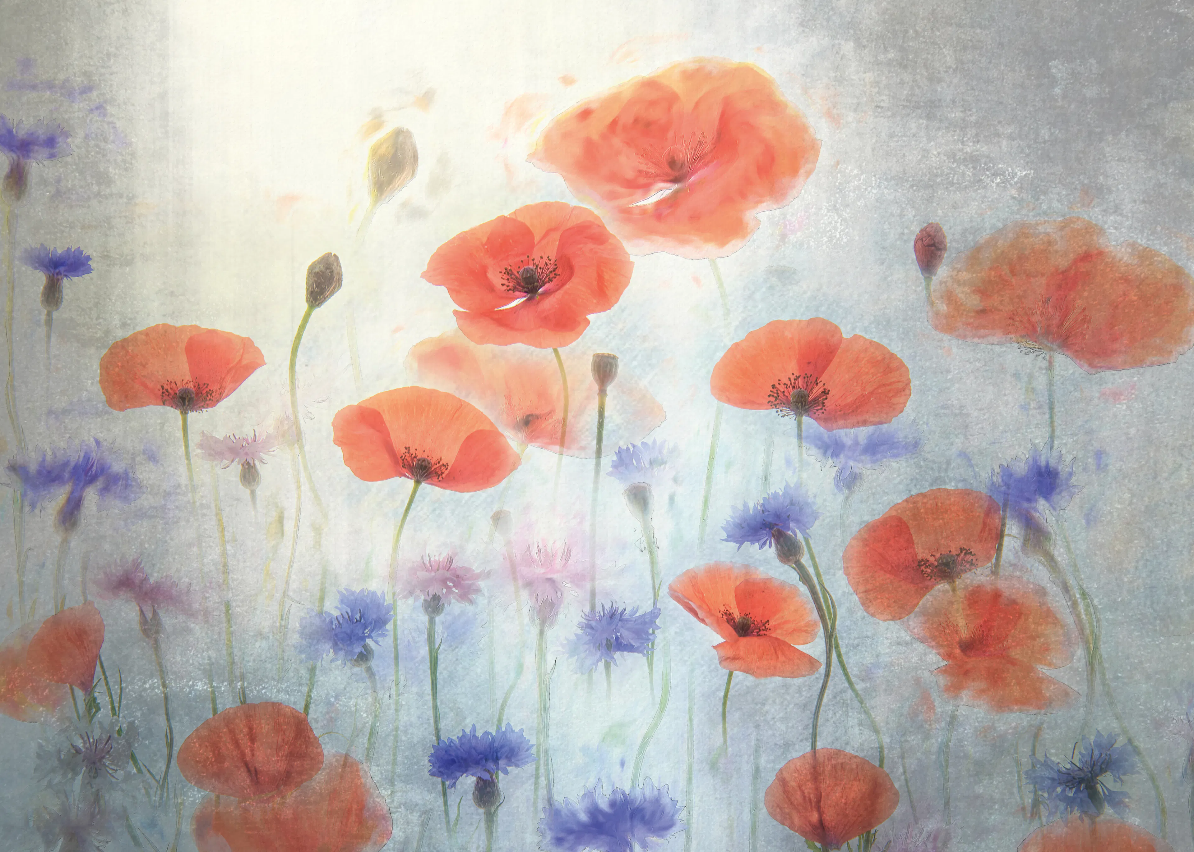 Catherine Wang - Blød Valmueng Plakat 0