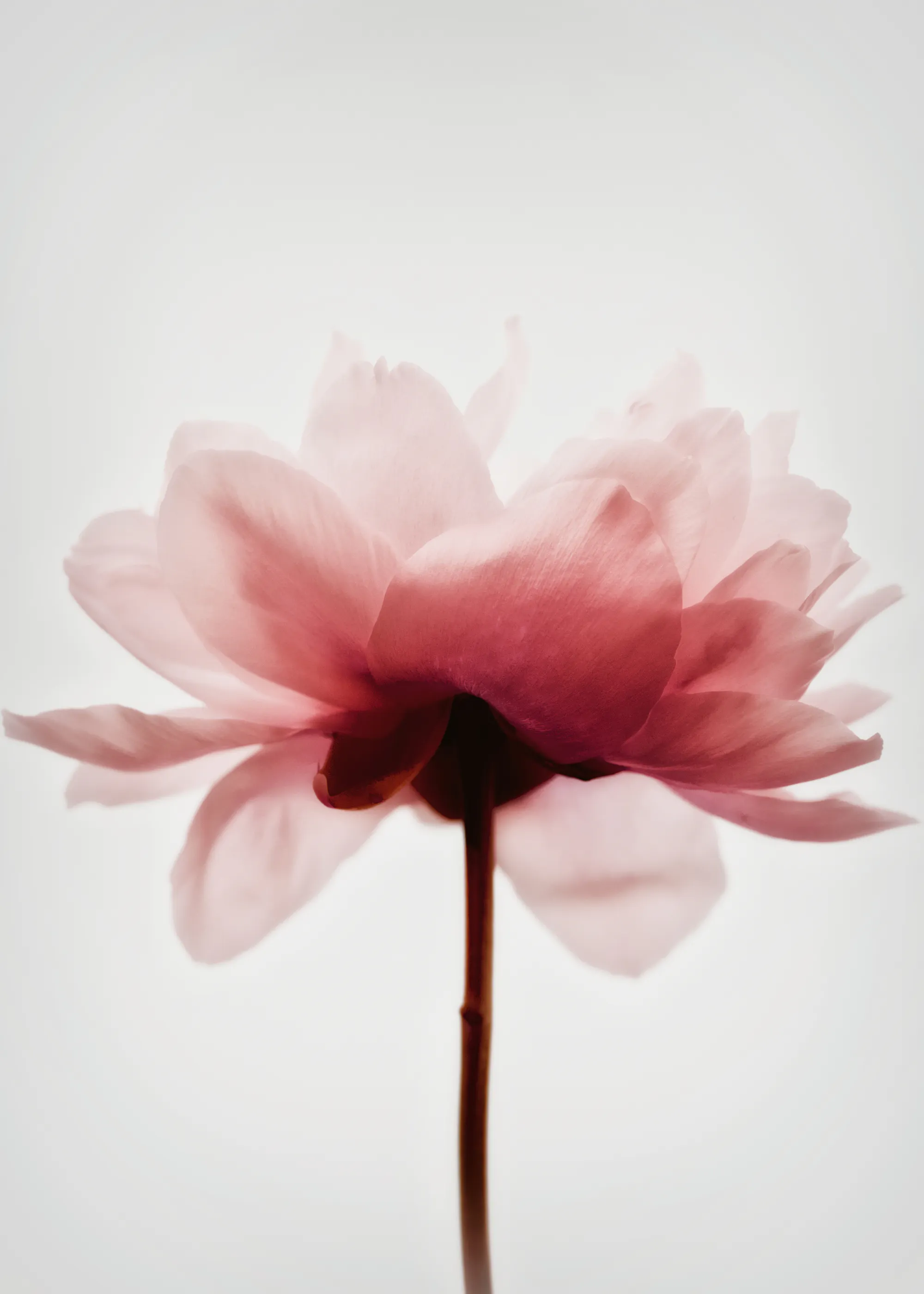 Magda Izzard - Soft Pink Blossom Print 0