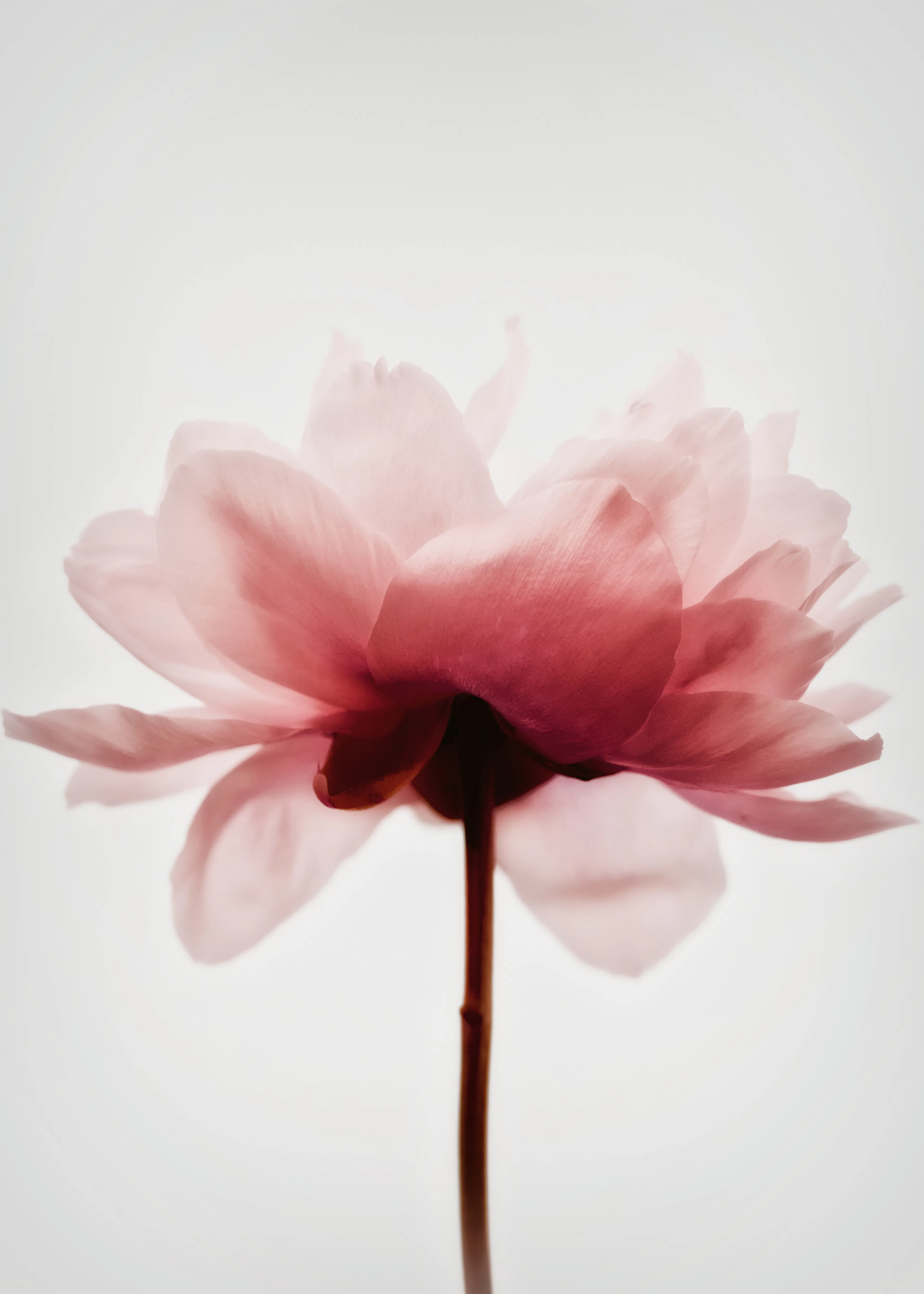 Magda Izzard - Soft Pink Blossom Print 0