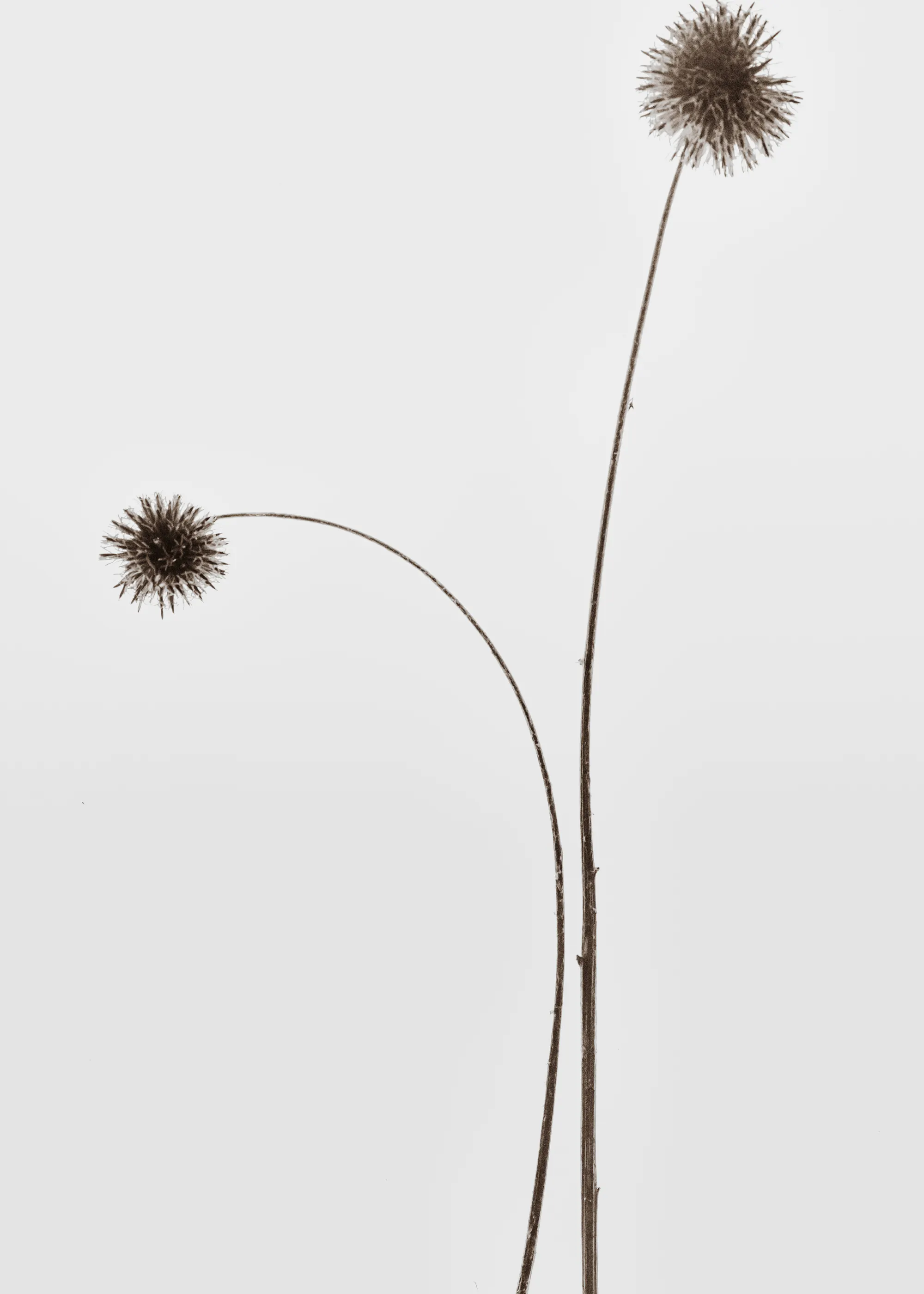 Magda Izzard - Natural Minimalist Stems Print 0