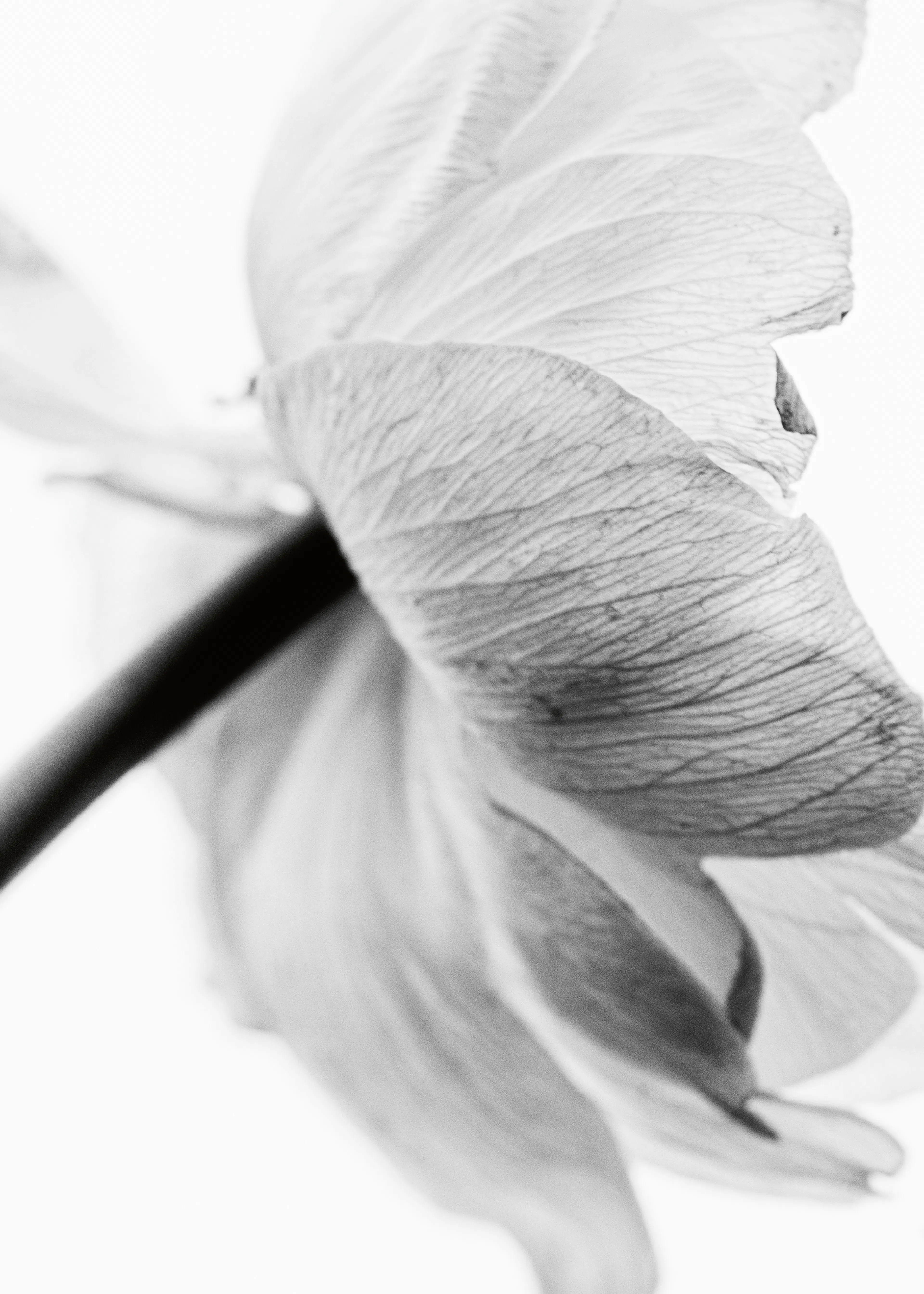 Magda Izzard - Monochrome Petal Grace Print 0