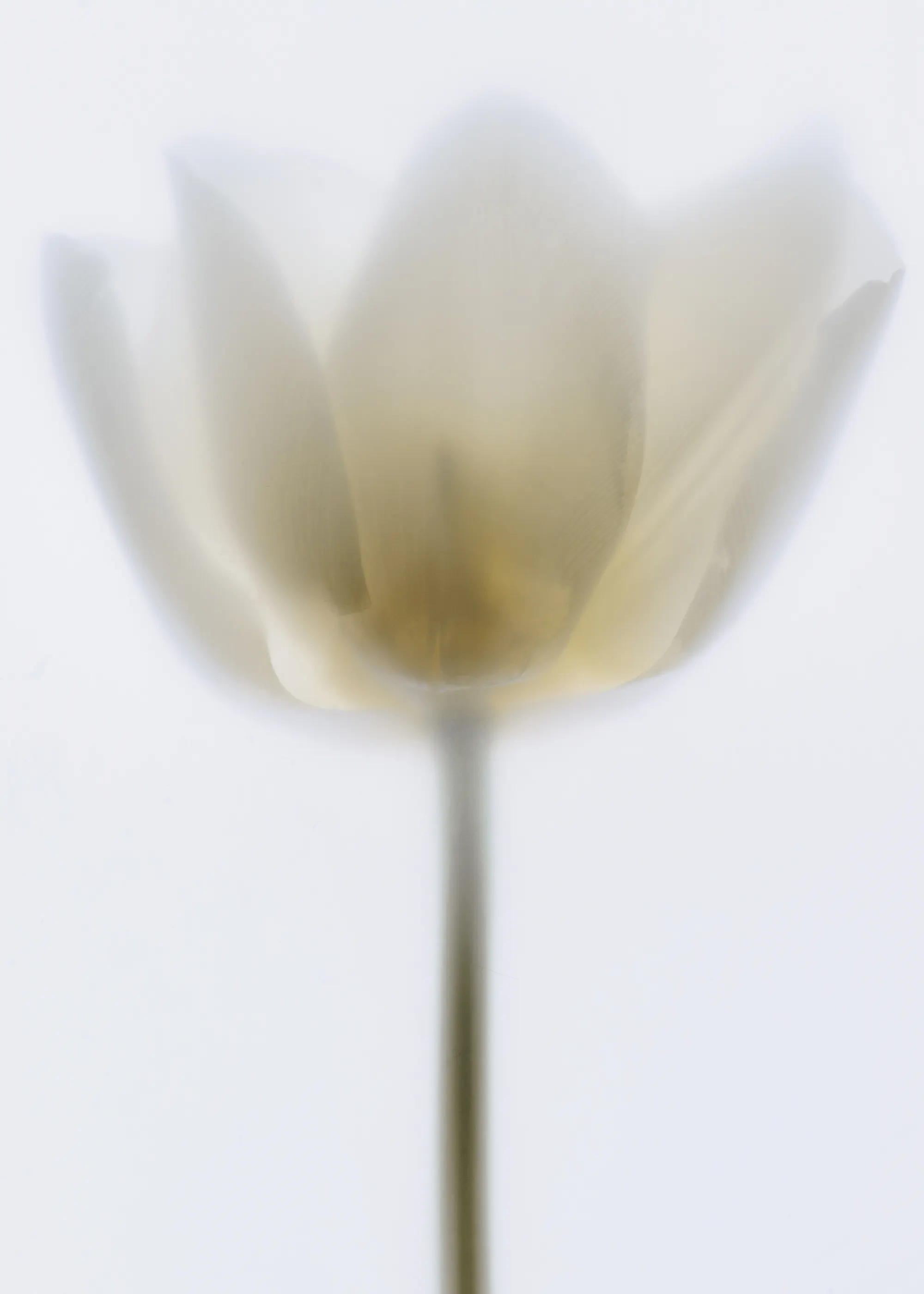 Magda Izzard - Eterisk Hvit Tulipan Plakat 0