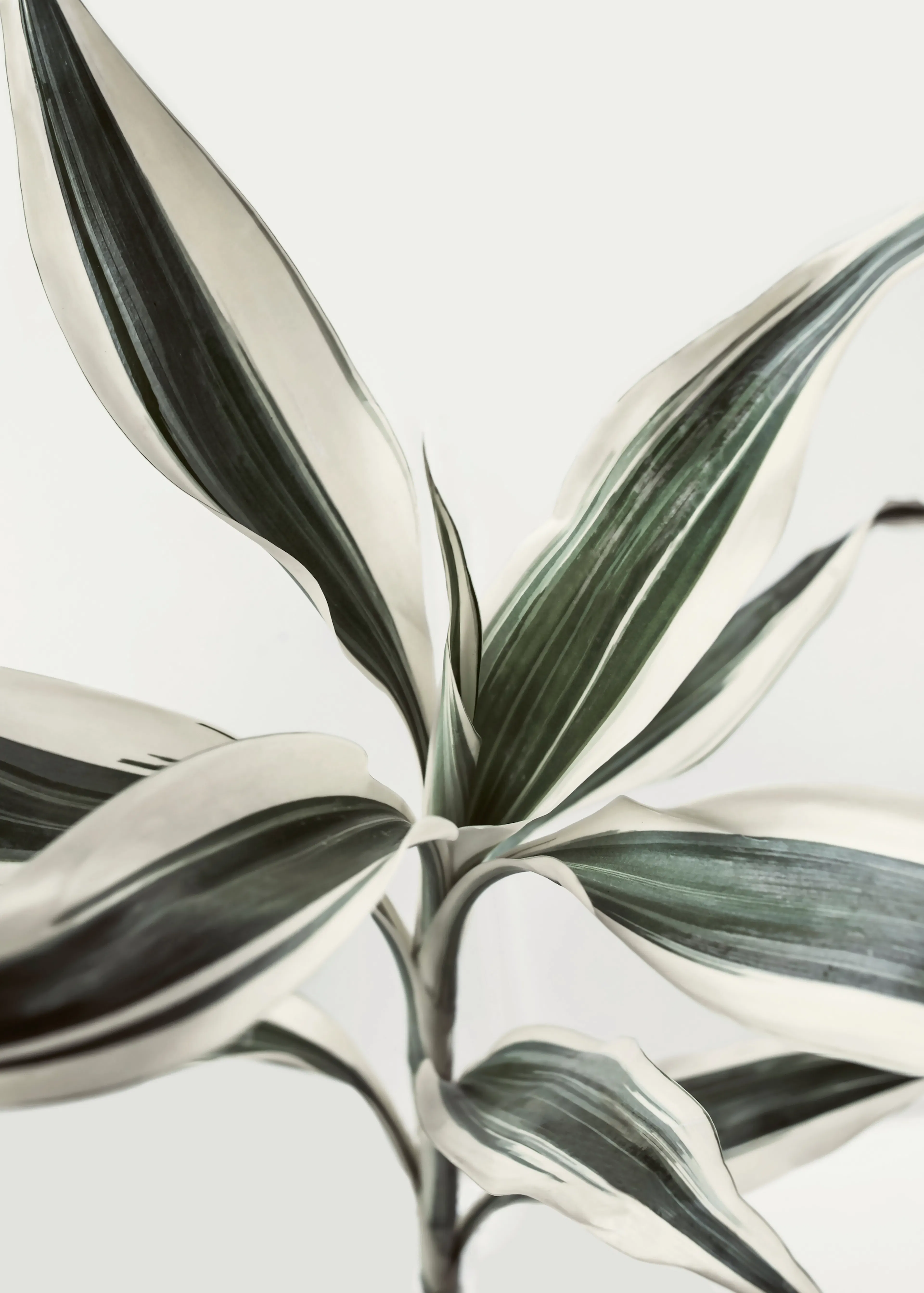 Kathrin Pienaar - Foliage Plakat 0