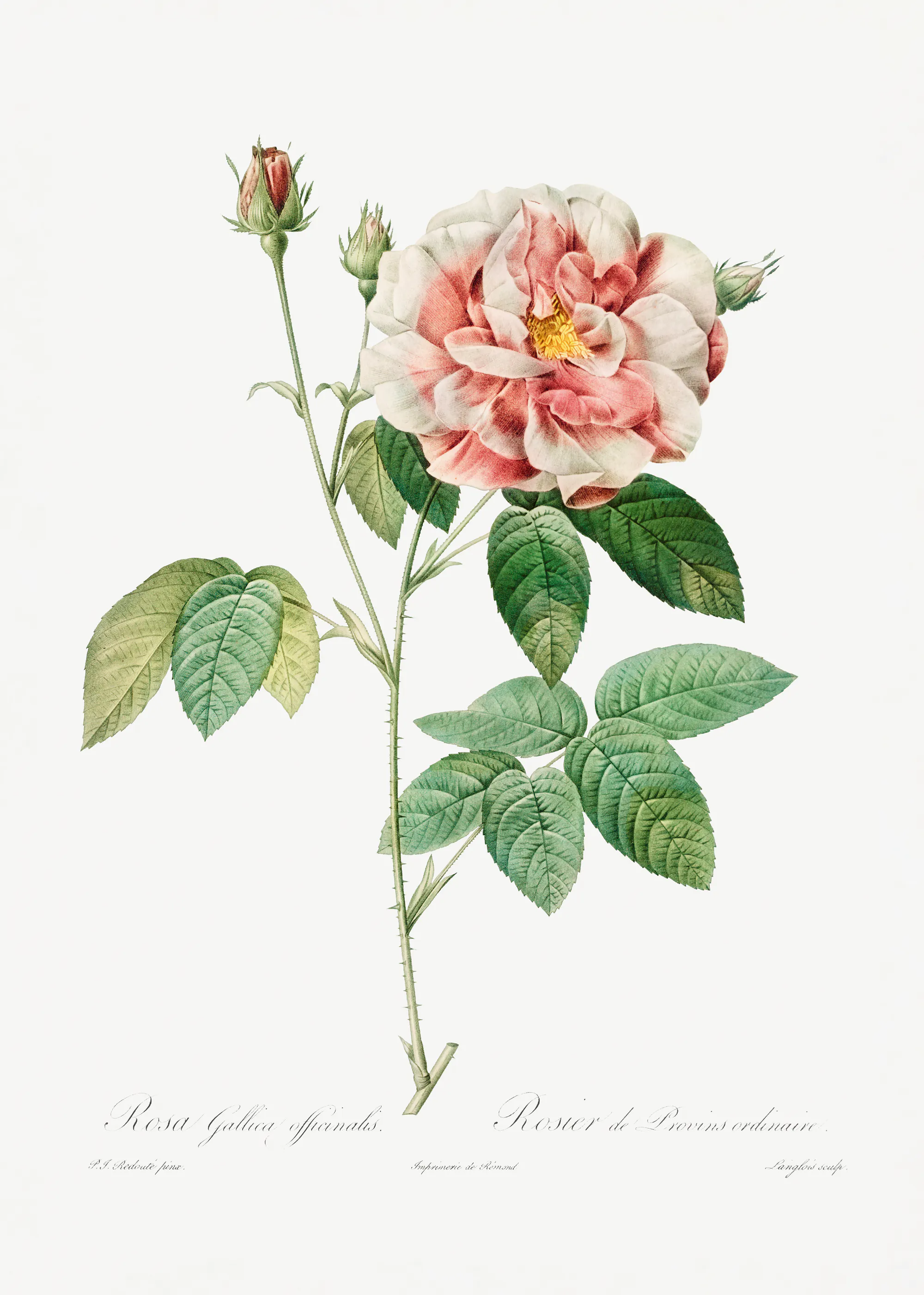 Pierre-Joseph Redoute - Rosa Gallica (1817–1824), Les Rose Plakat 0