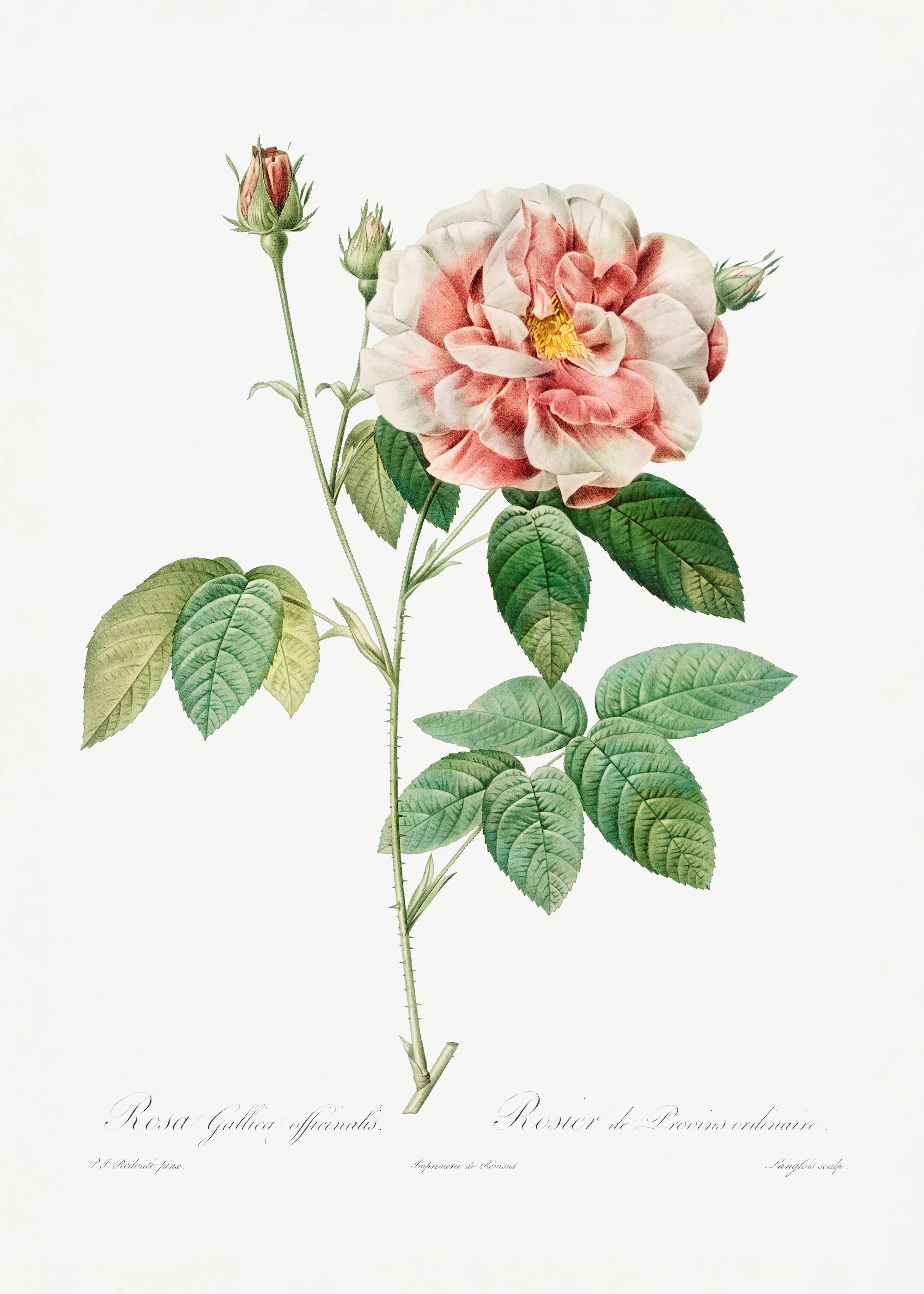 Pierre-Joseph Redoute - Rosa Gallica (1817–1824), Les Rose Plakat 0